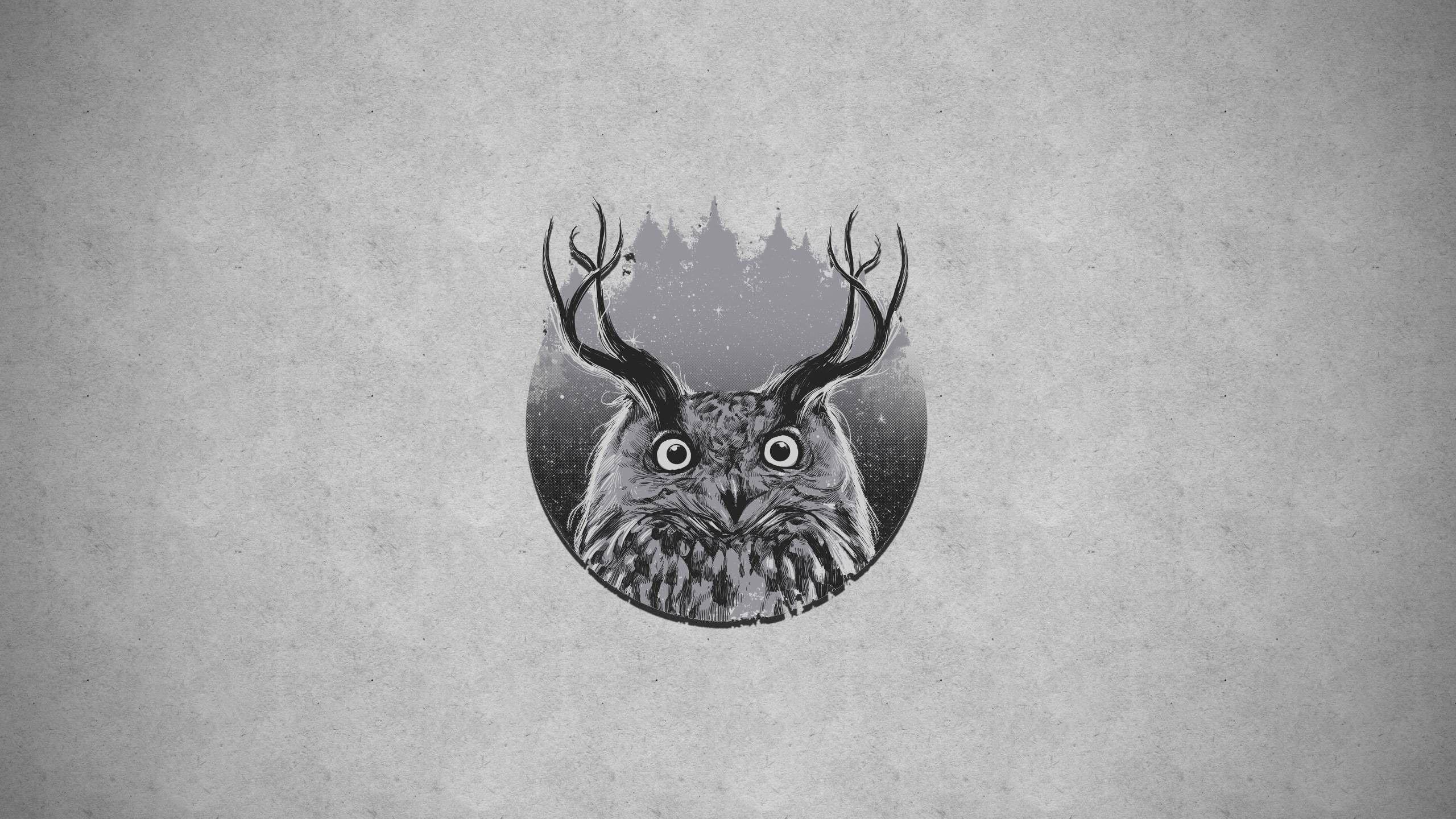 2560x1440 Majestic owl wallpaper • meh.ro