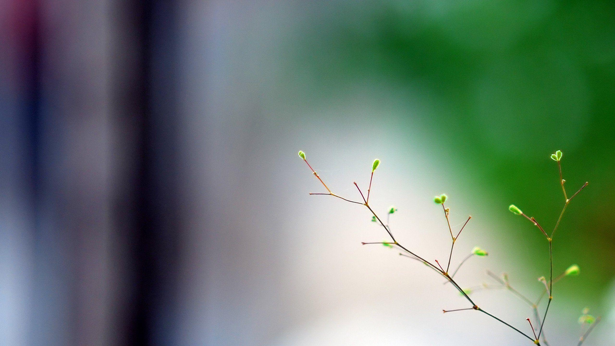 2560x1440 Nature Minimalist Background Wallpaper Download