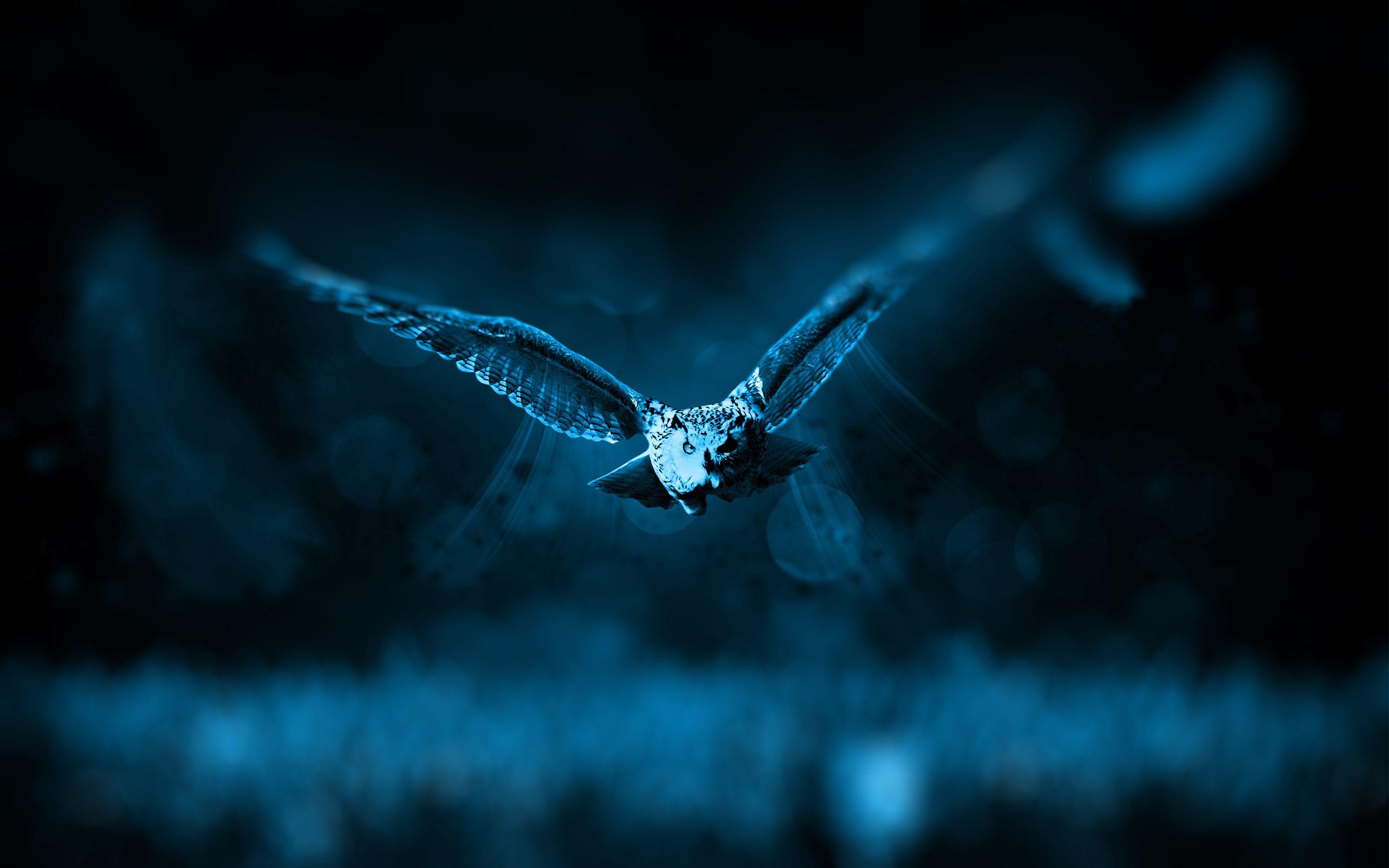 2880x1800 Owl Desktop Dark owl wallpaper part 2 HD Wallpaper