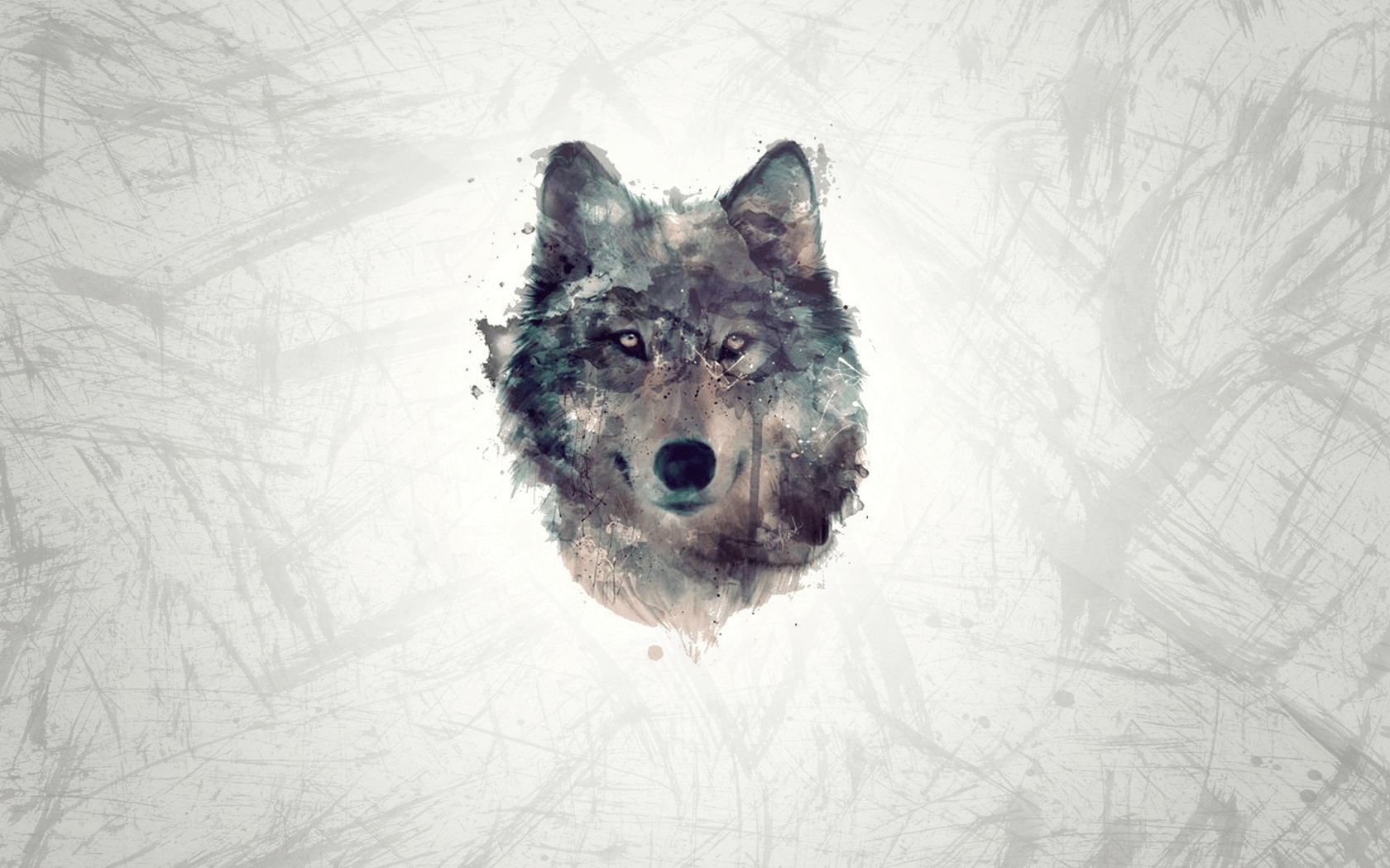 1680x1050 Wolf Wallpaper