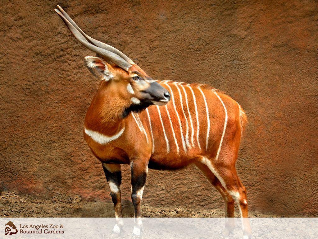 1024x768 Bongo (free animal wallpaper courtesy of the LA zoo). Big animals, Zoo animals, African animals