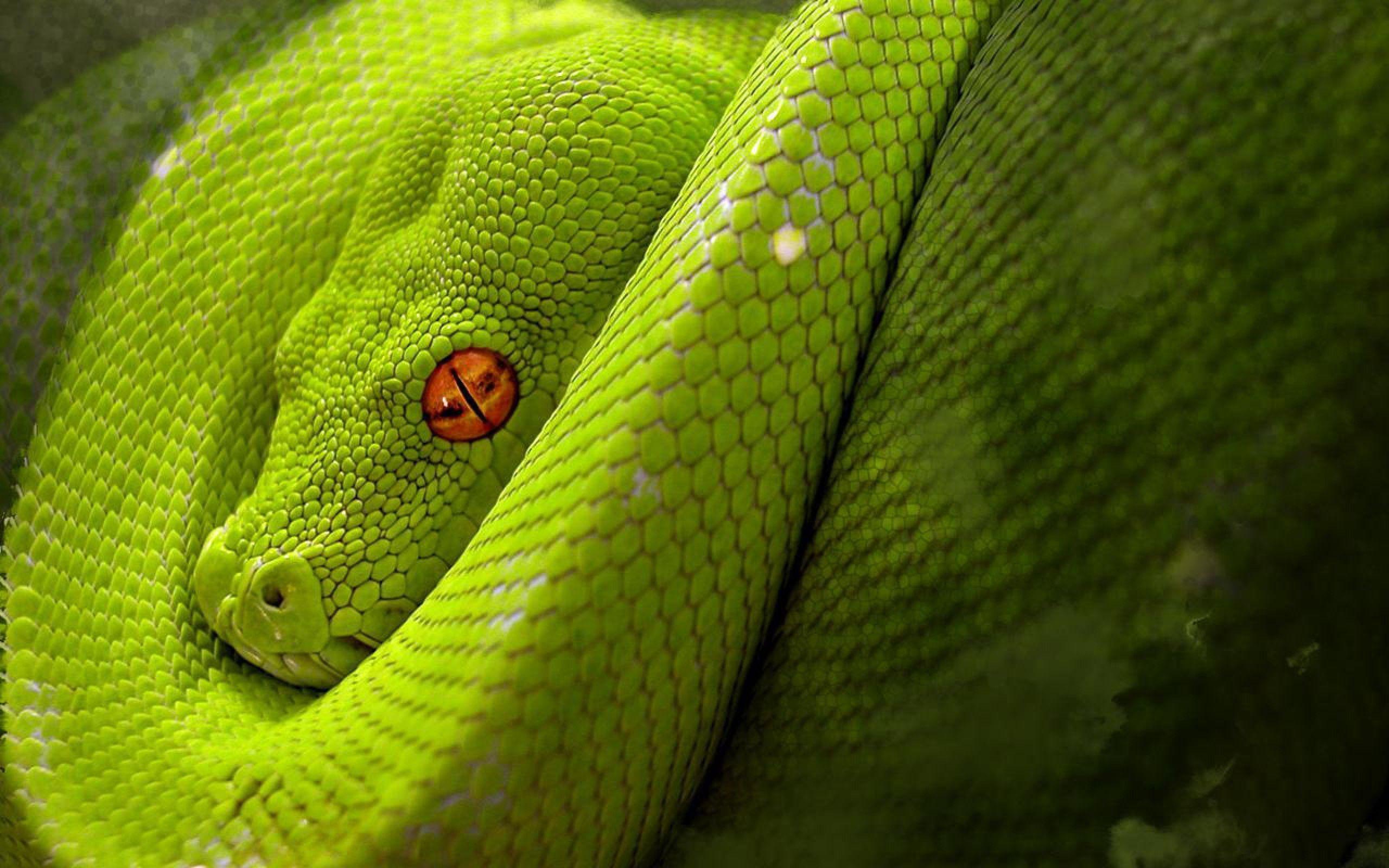 Snake Wallpapers - Top Free Snake Backgrounds - WallpaperAccess