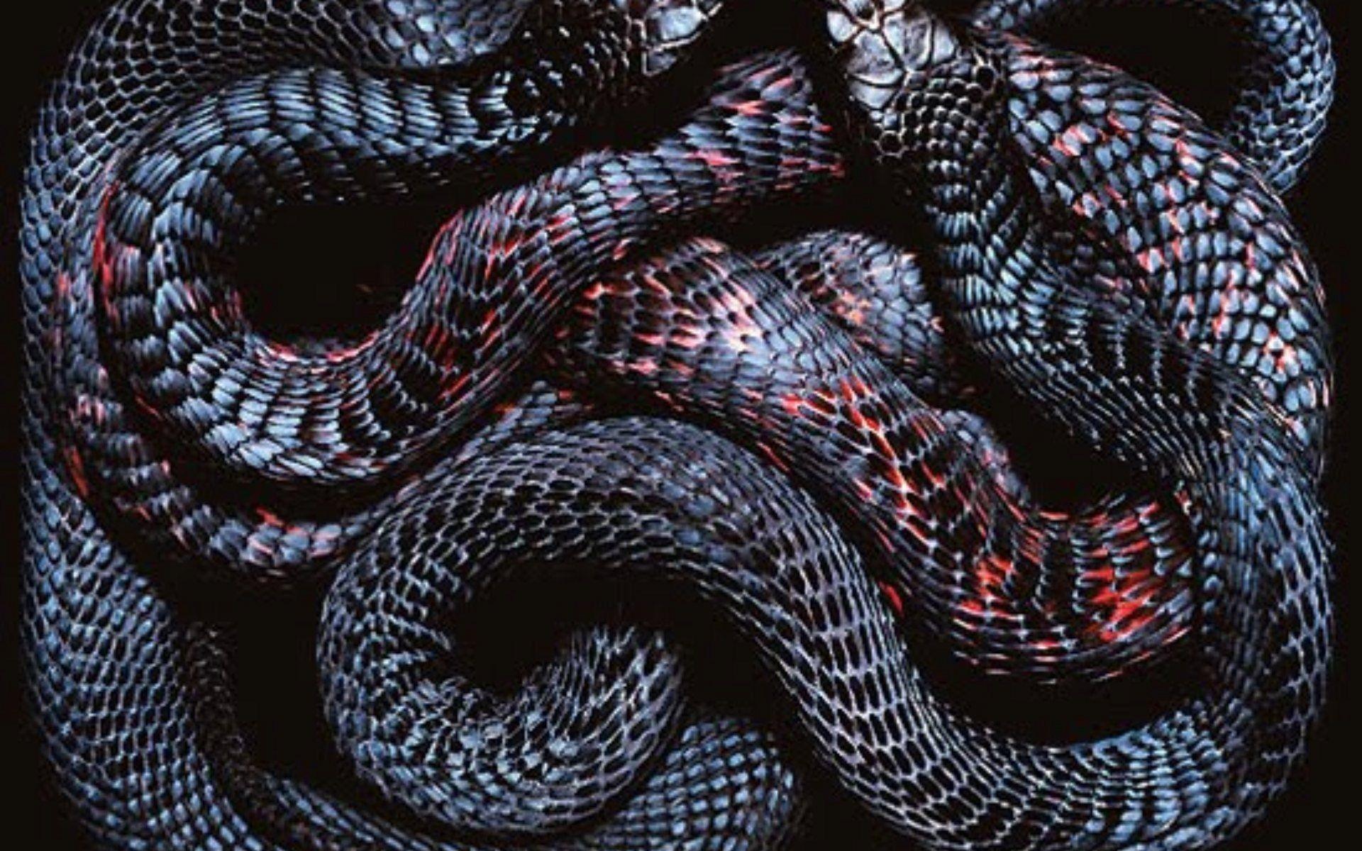Hình nền con rắn đen 1920x1200