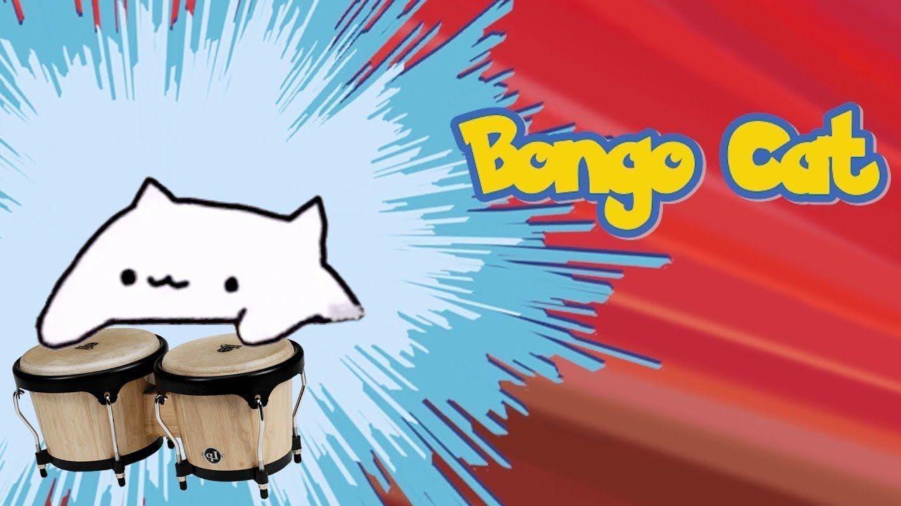 HD bongo cat wallpapers  Peakpx