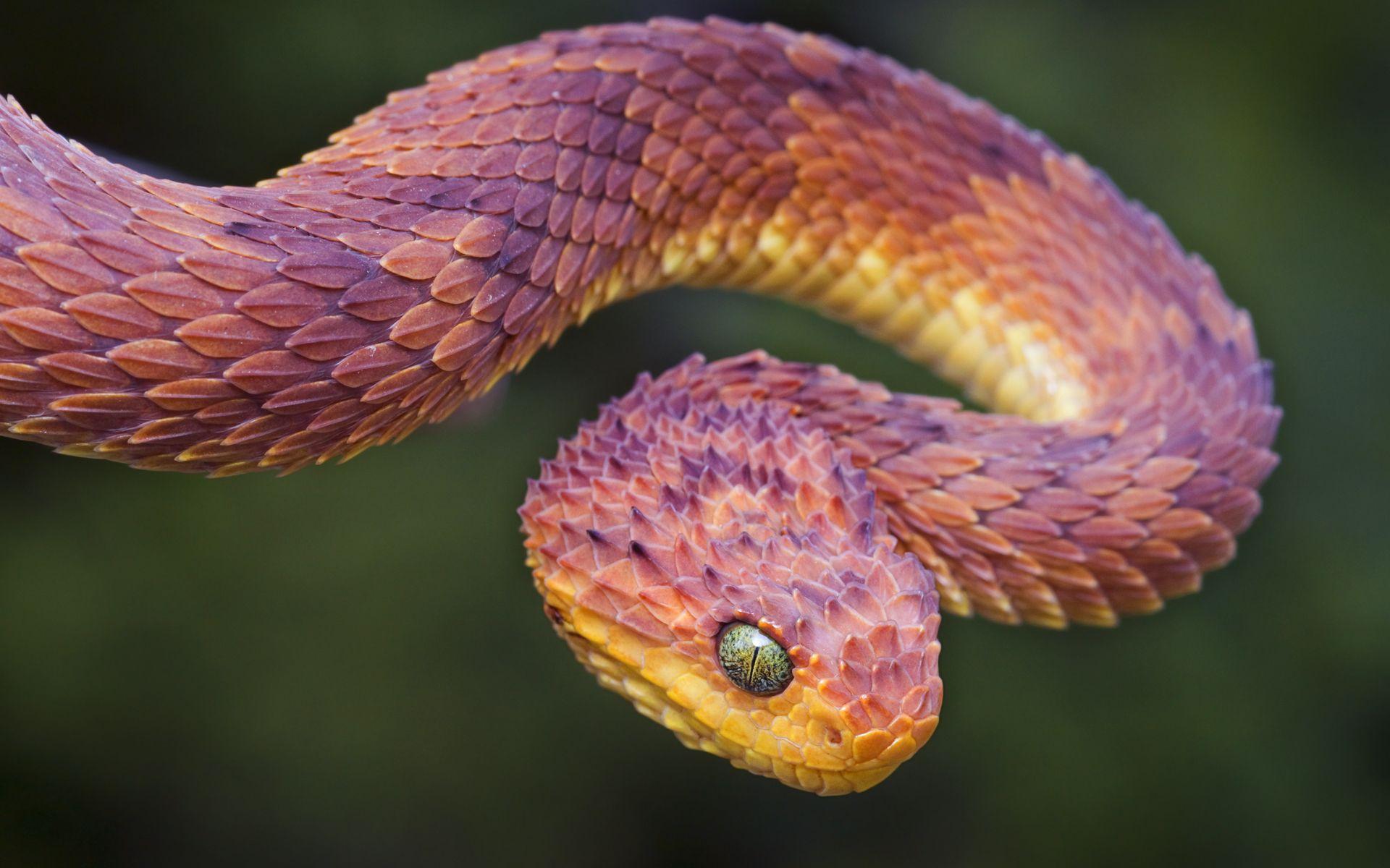 1920x1200 Snake Wallpaperx1200