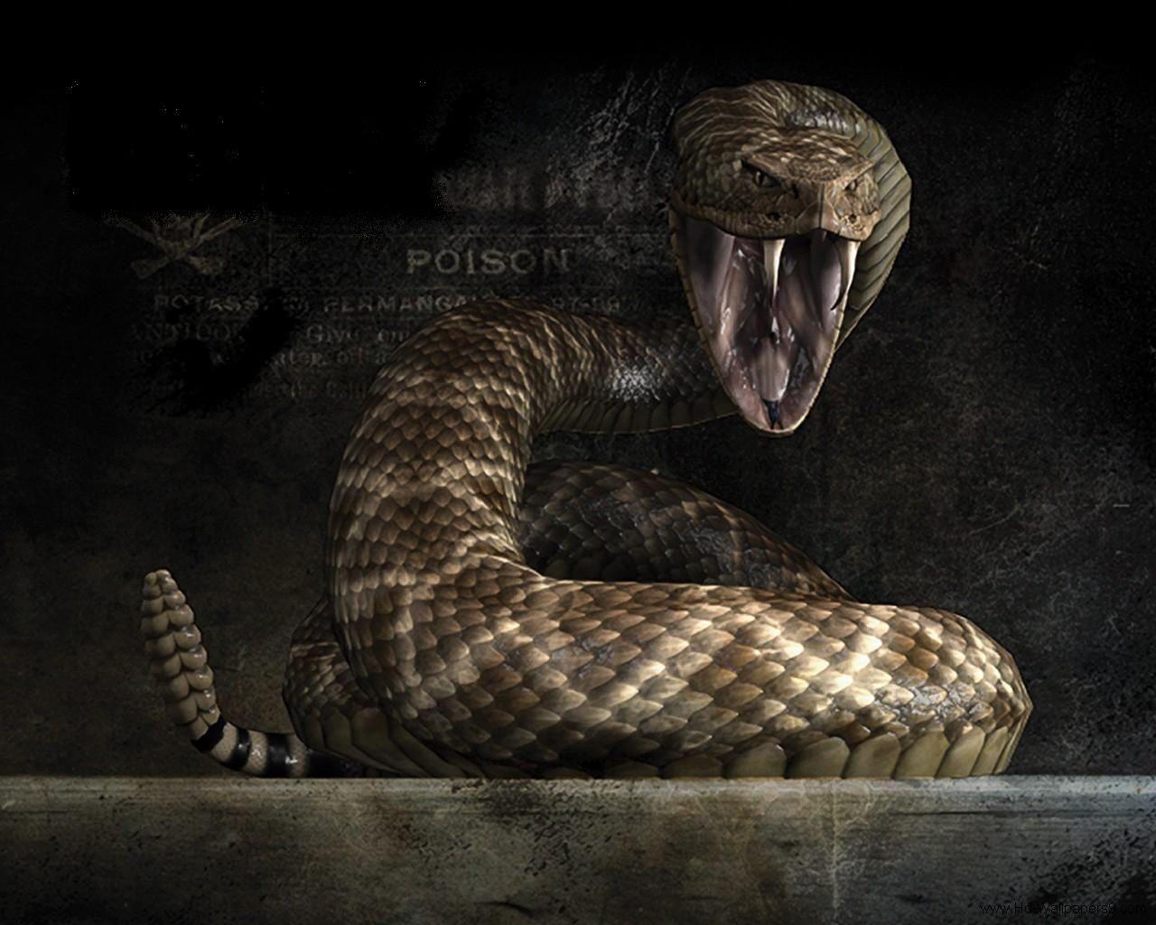 King Cobra Snake dangerous HD wallpaper  Pxfuel