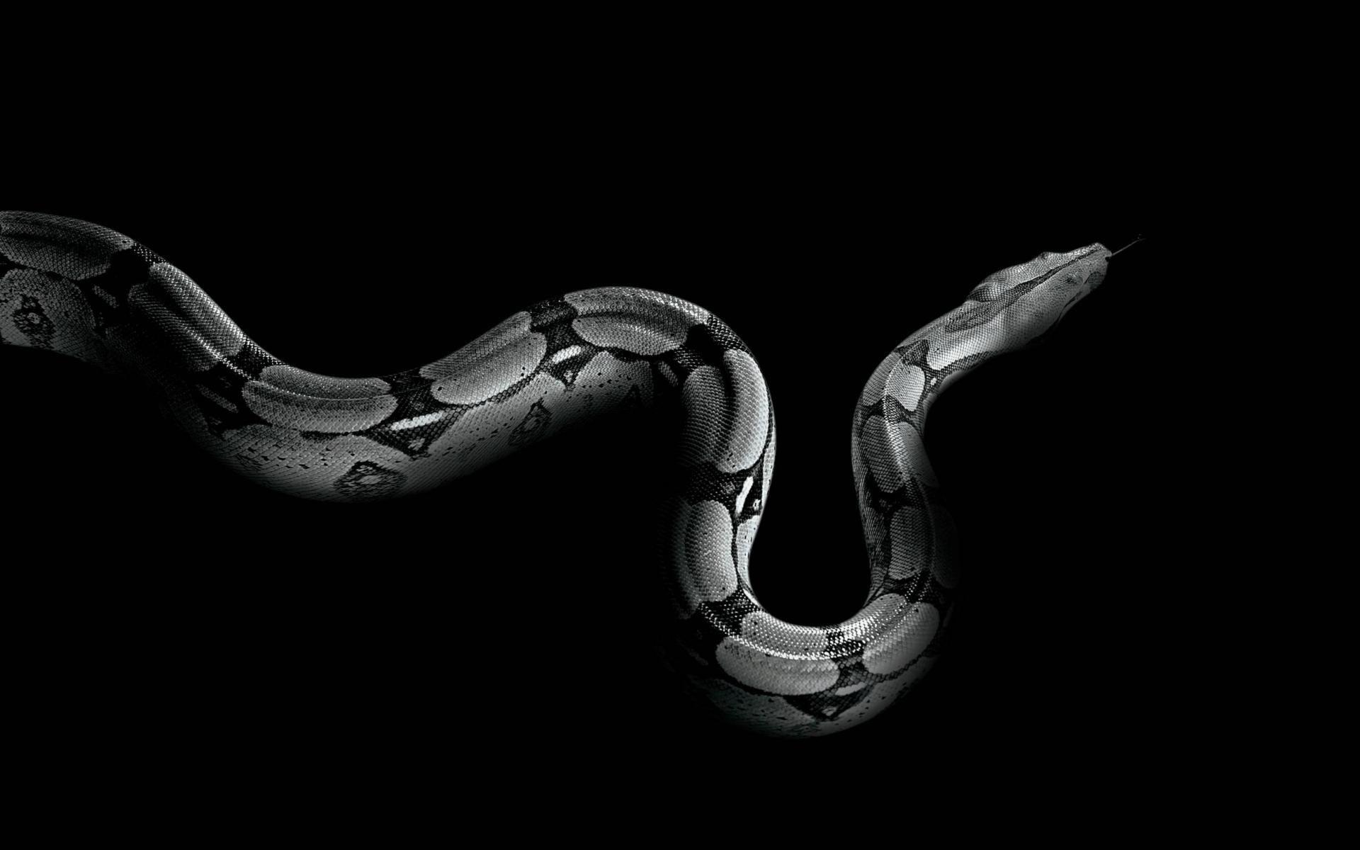1920x1200 Snake Wallpaper 14 X 1646