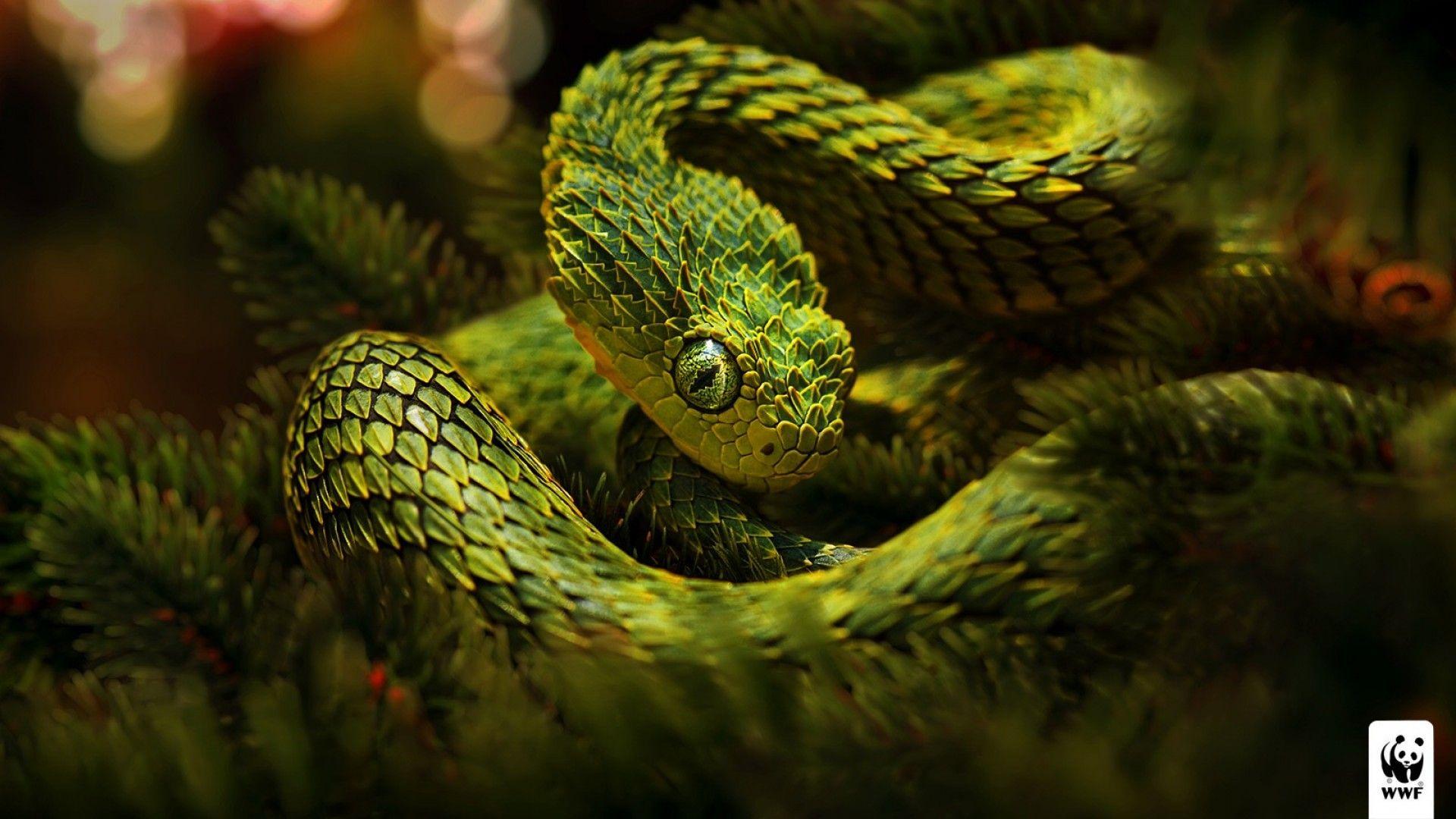 1920x1080 Grass Snake Background HD Wallpaper 10677