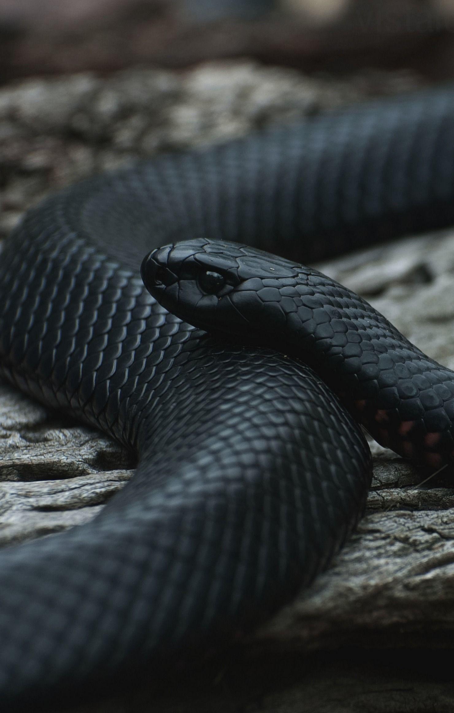1480x2320 Snake Wallpaper background picture