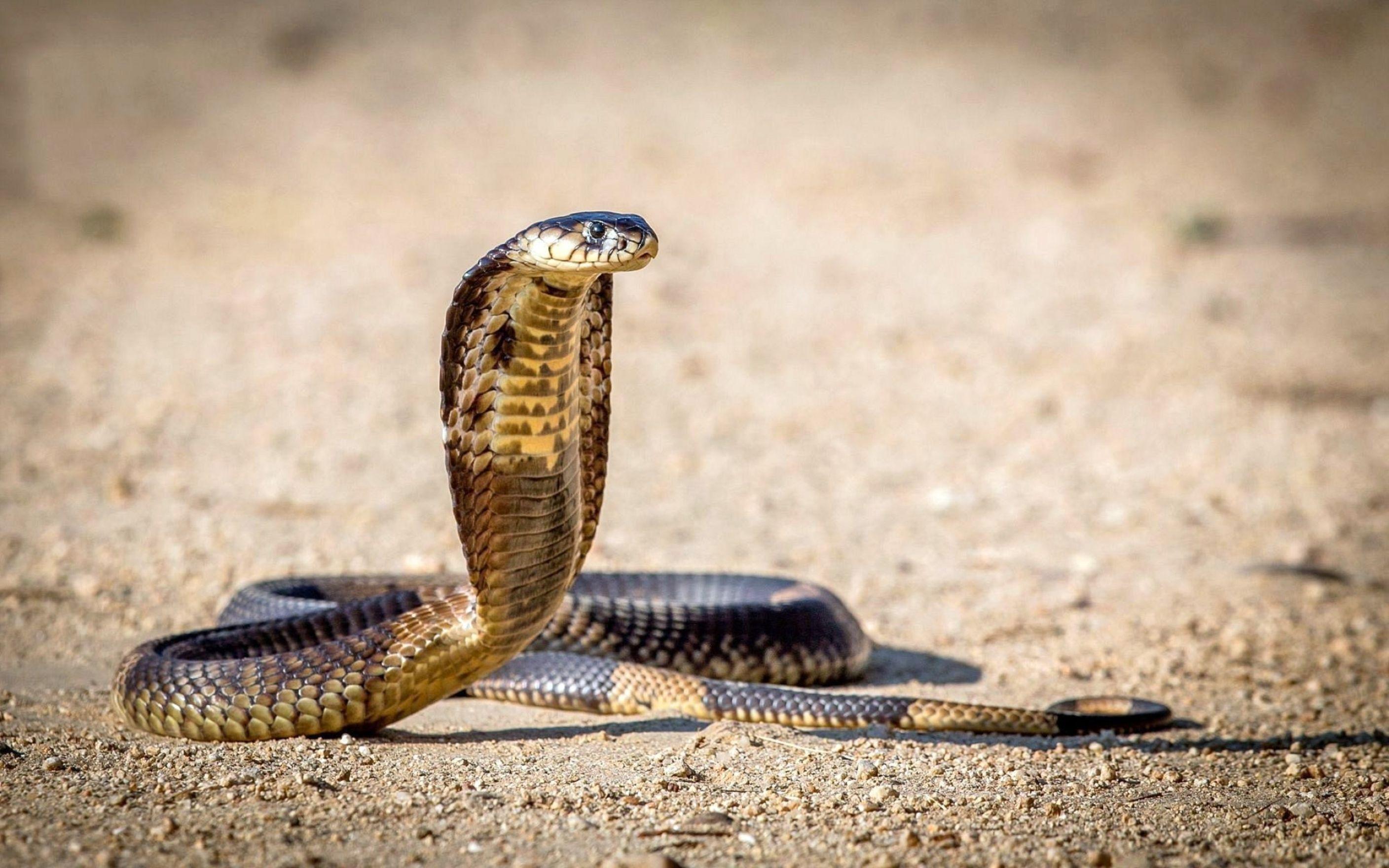 2816x1760 Cobra Snake Wallpaper