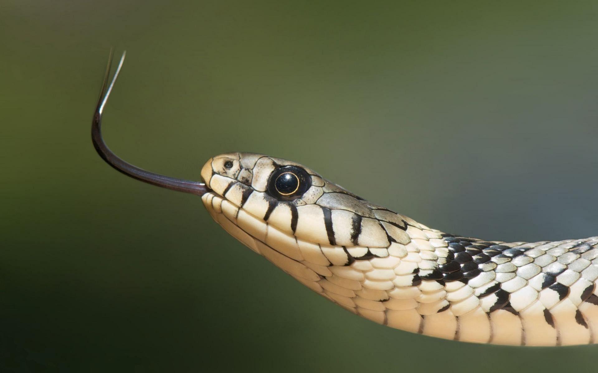1920x1200 Snake Wallpaper