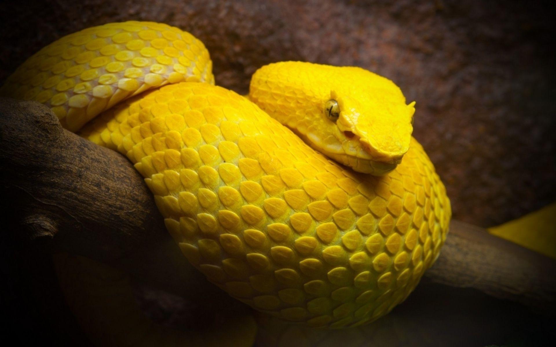 1920x1200 serpent, Snake Wallpaper HD / Desktop and Mobile Background