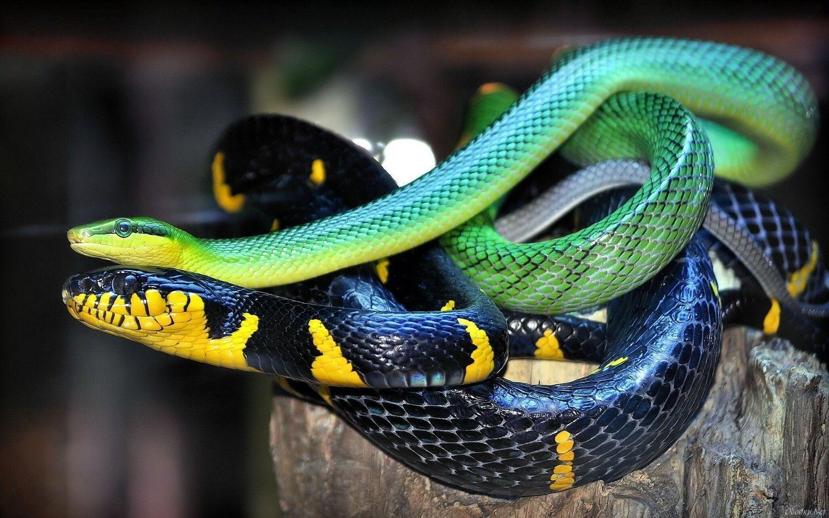 1680x1050 Snakes Wallpaper Desktop Background