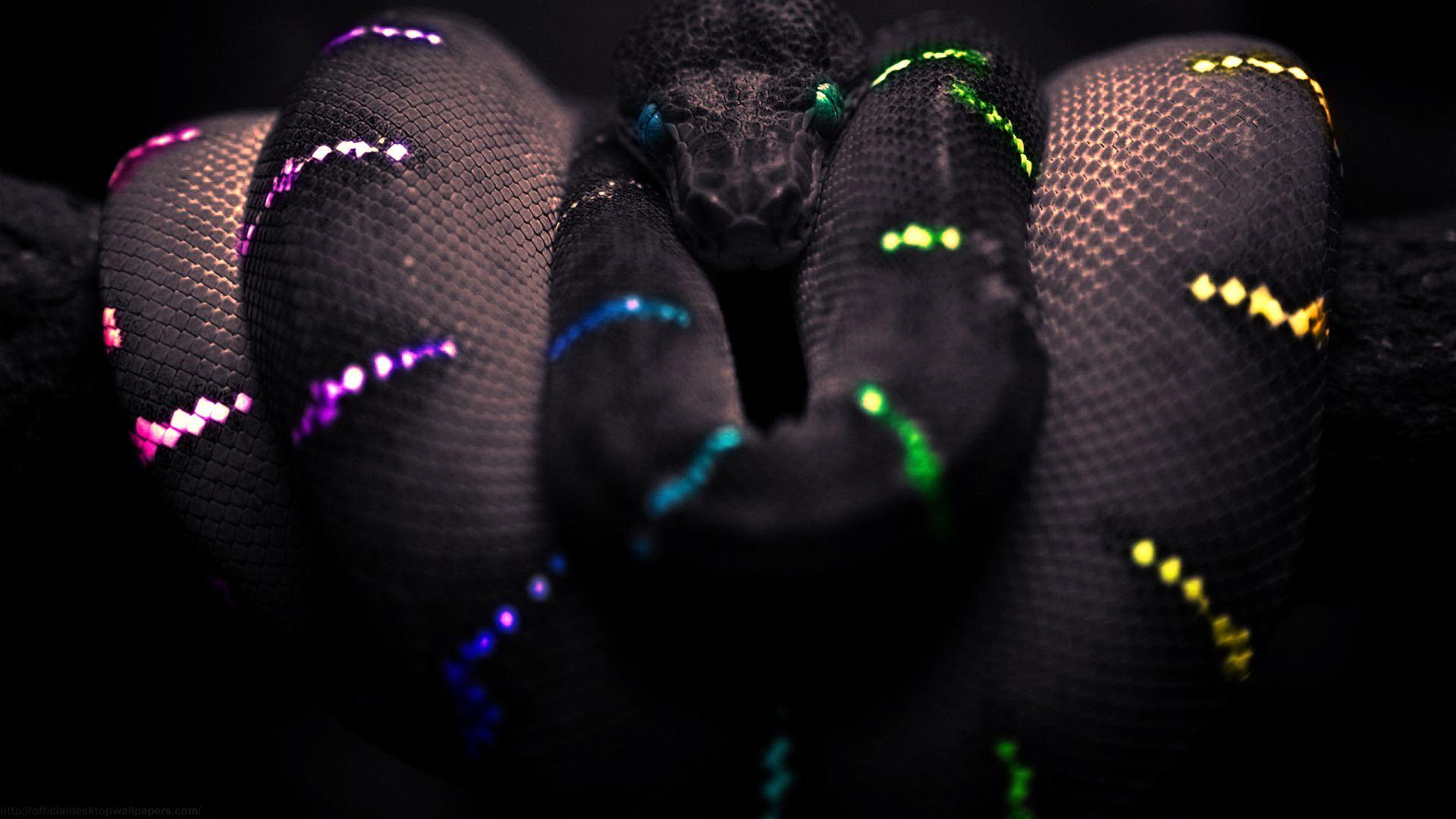 1920x1080 Black Snake Wallpaper