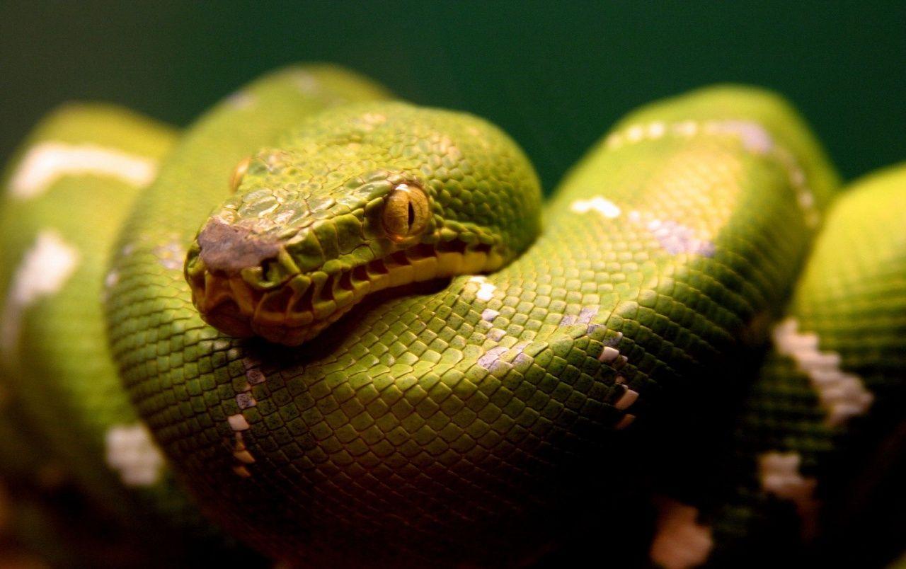 1280x804 Green snake wallpaper. Green snake