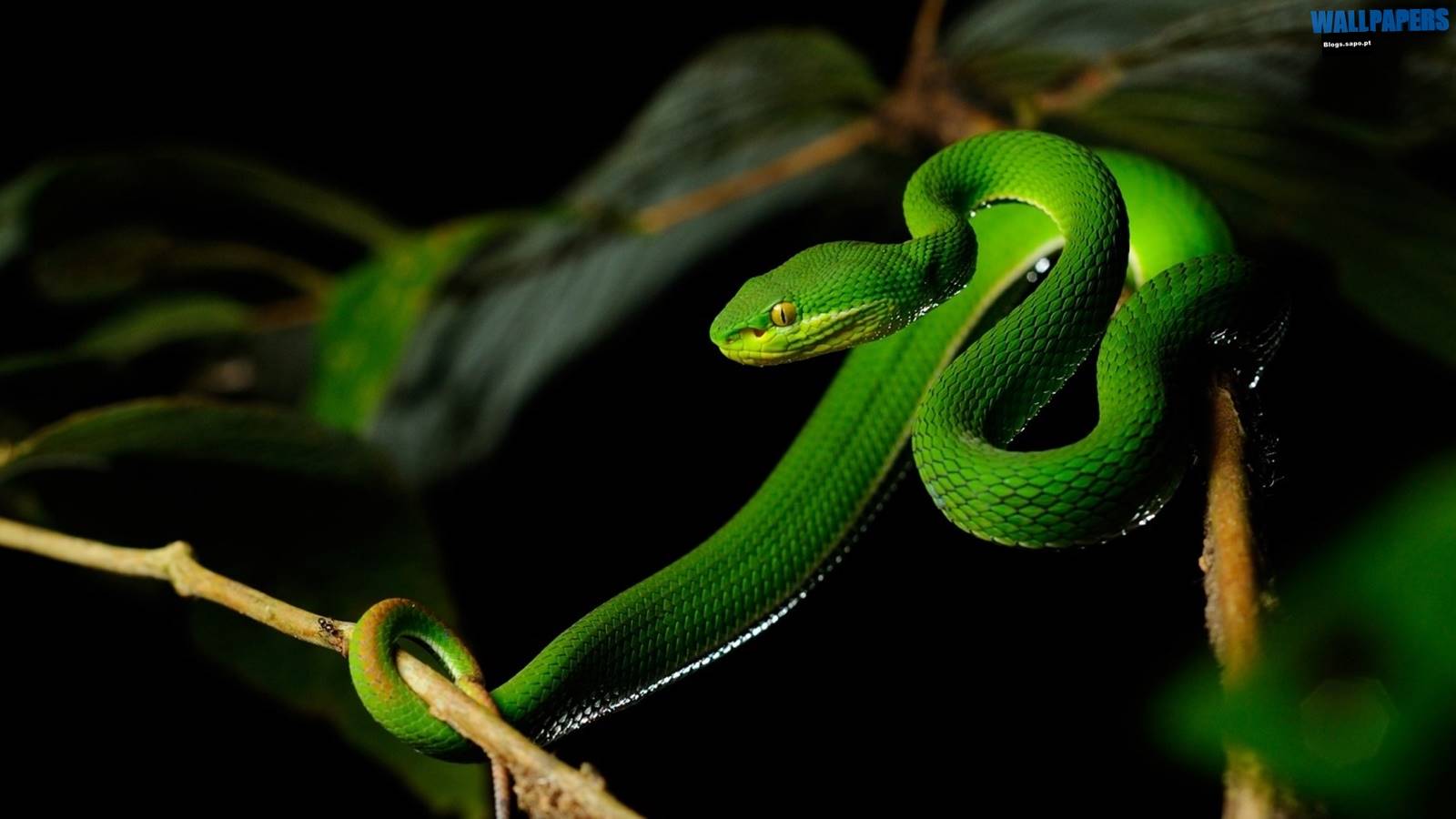 1600x900 snake. Wallpaper 29 HD