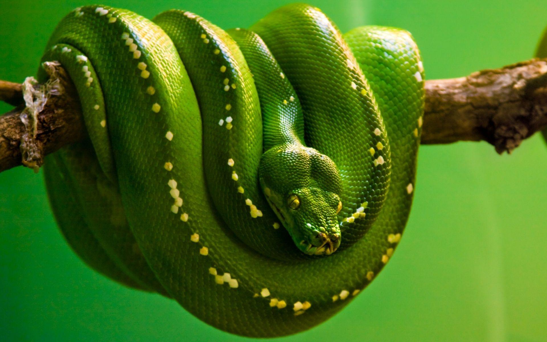 1920x1200 Snake Wallpaper 29848 1920x1200px