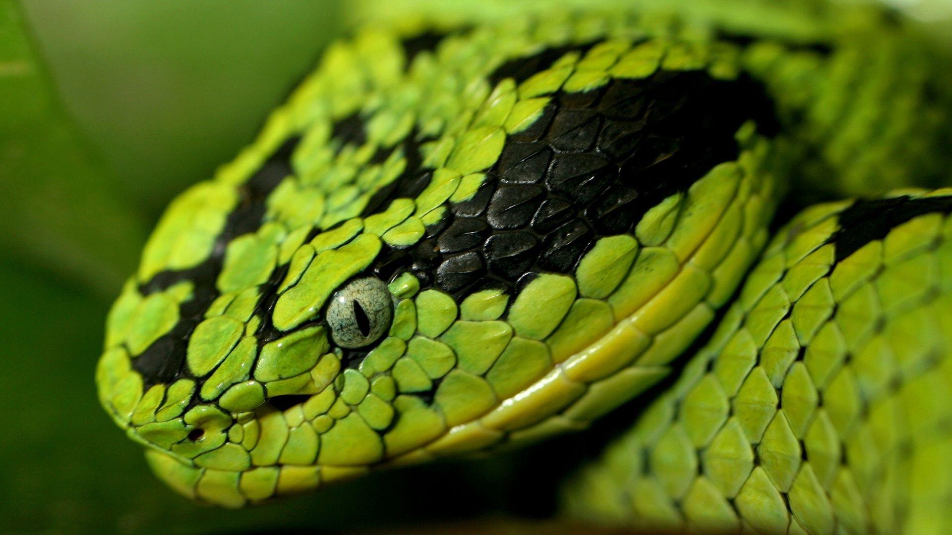 1920x1080 Snake wallpaper HD 1920x1080 dowload