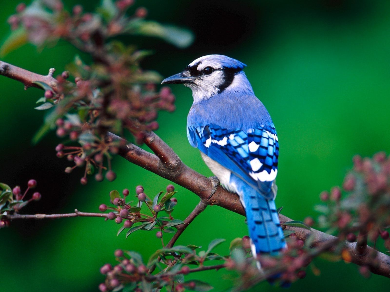 1600x1200 Download Birds wallpaper for mobile