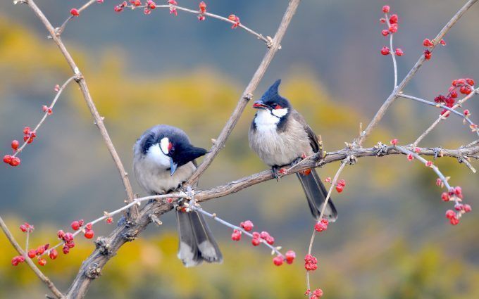 680x425 Birds 4K. Beautiful bird wallpaper