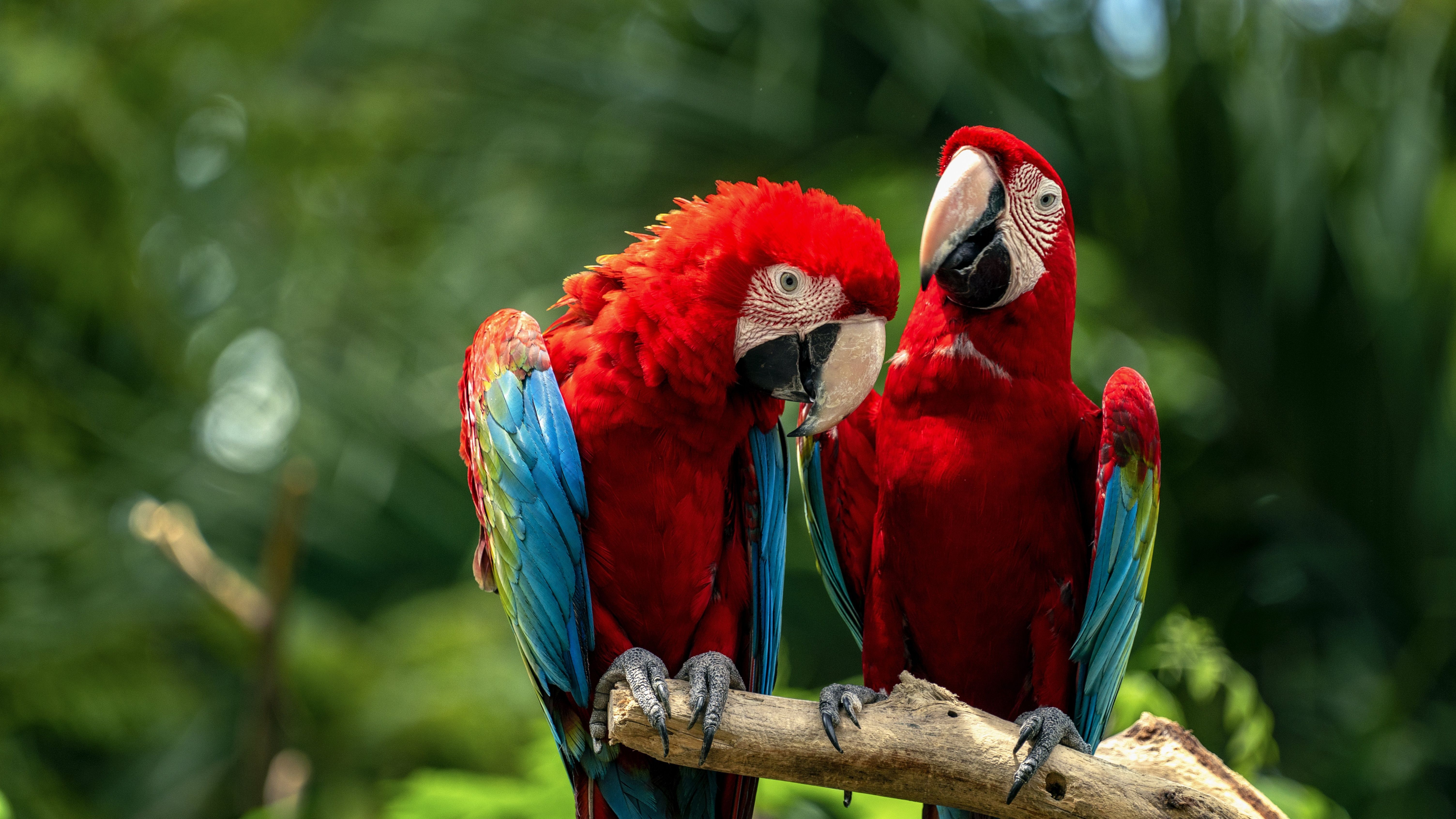 6016x3384 Macaw birds Wallpaper 4K, Couple
