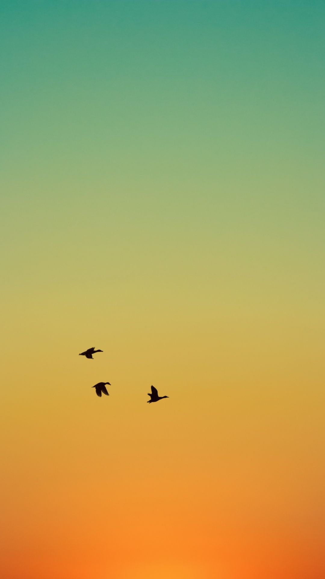 1080x1920 Birds Wallpaper Birds