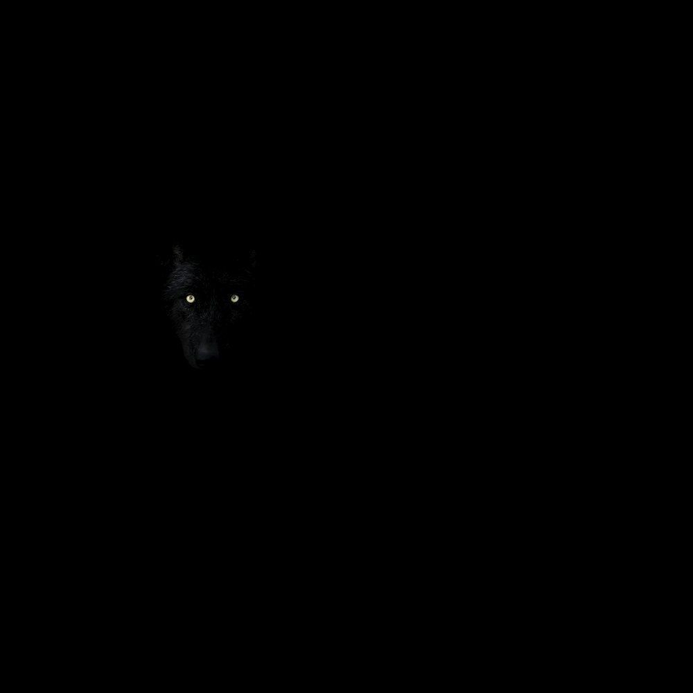 1000x1000 Scary Eyes Picture. Download Free