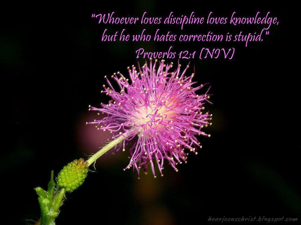1024x768 Proverbs 12:1 Wallpaper Wallpaper
