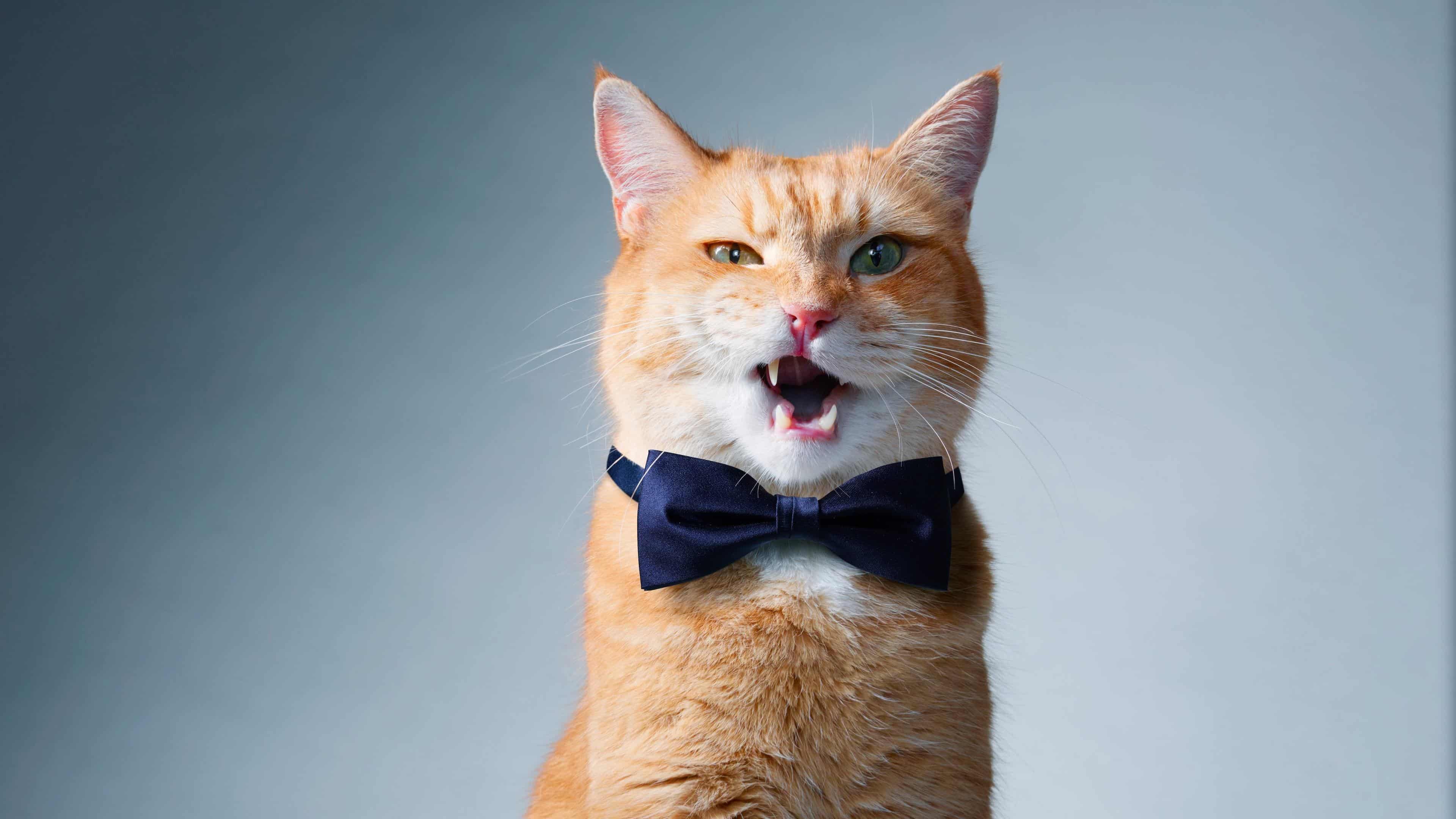 3840x2160 Cat With Bowtie UHD 4K Wallpaper
