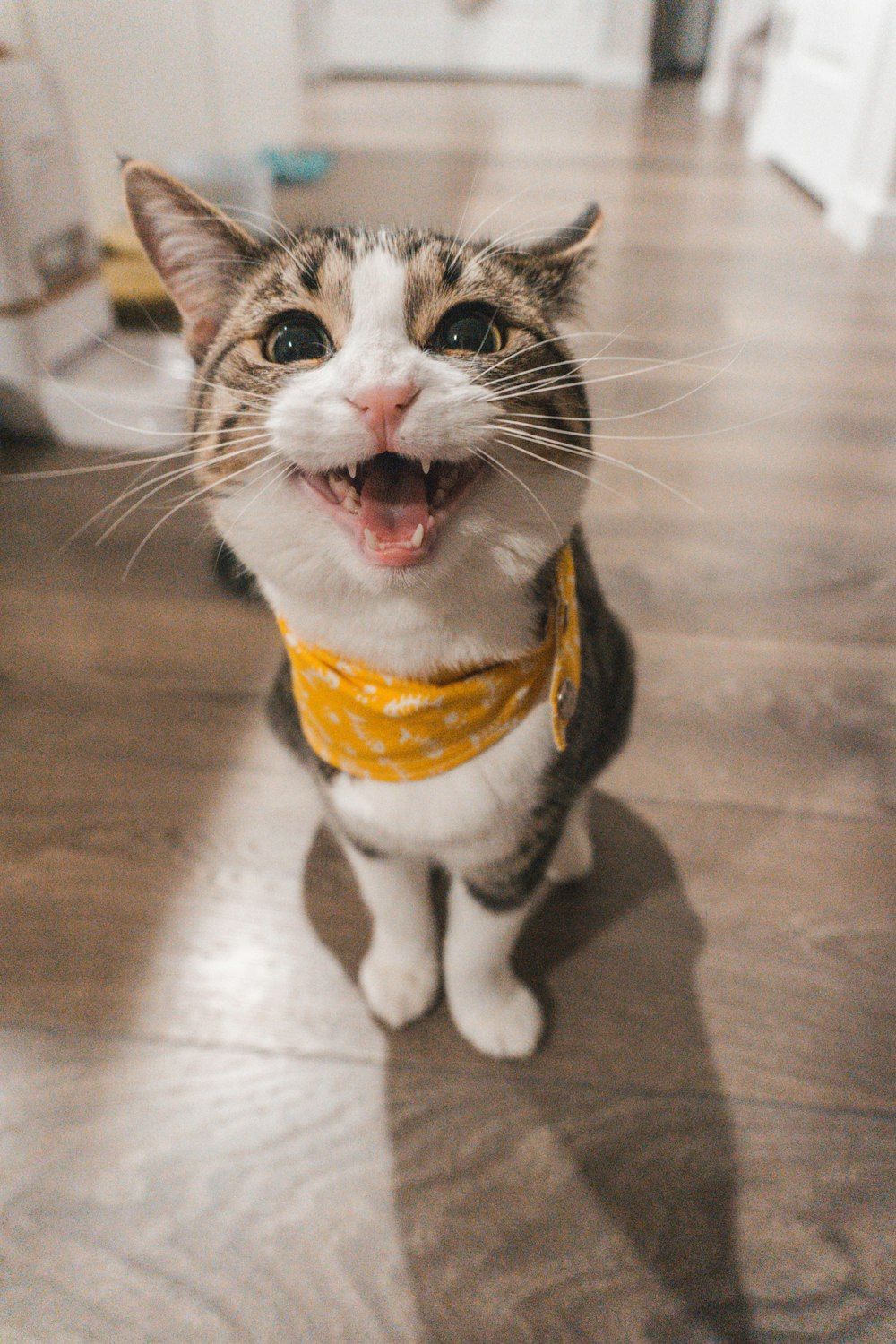 1000x1500 Download Screaming Cute Cat PFP