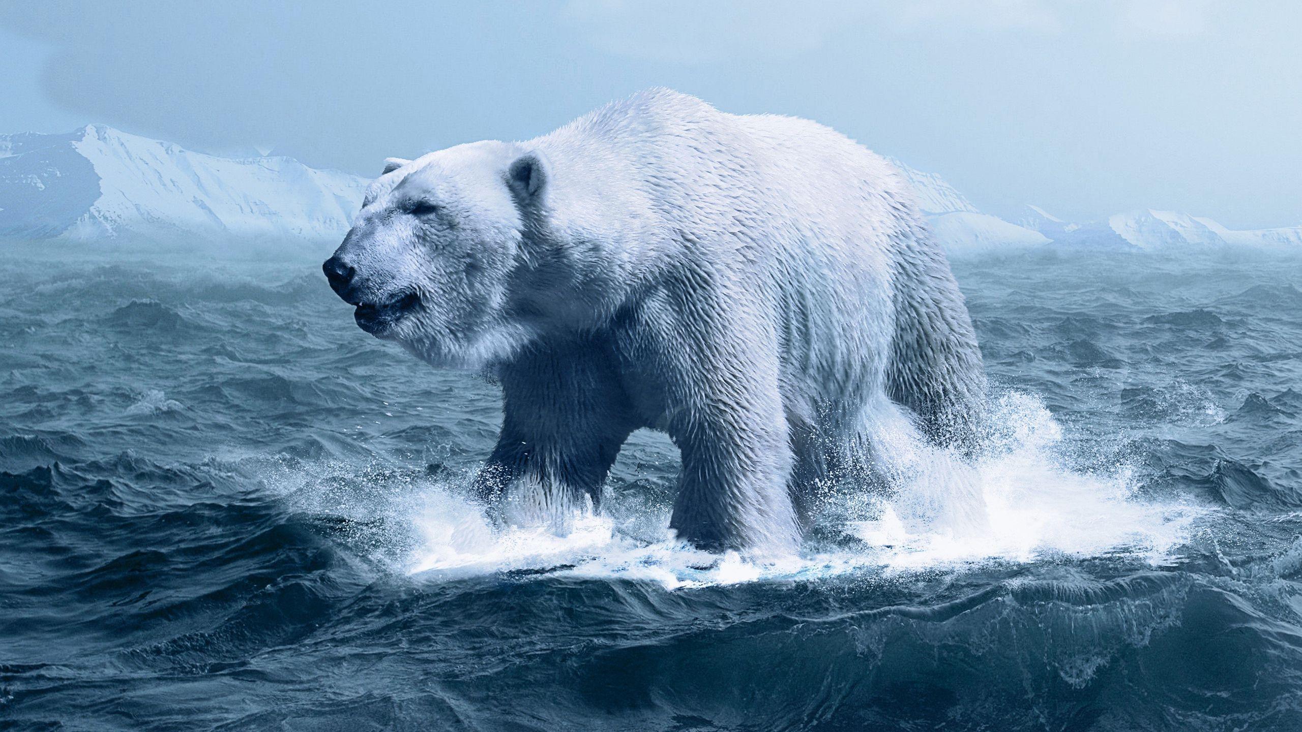 2560x1440 Polar Bear Wallpaper