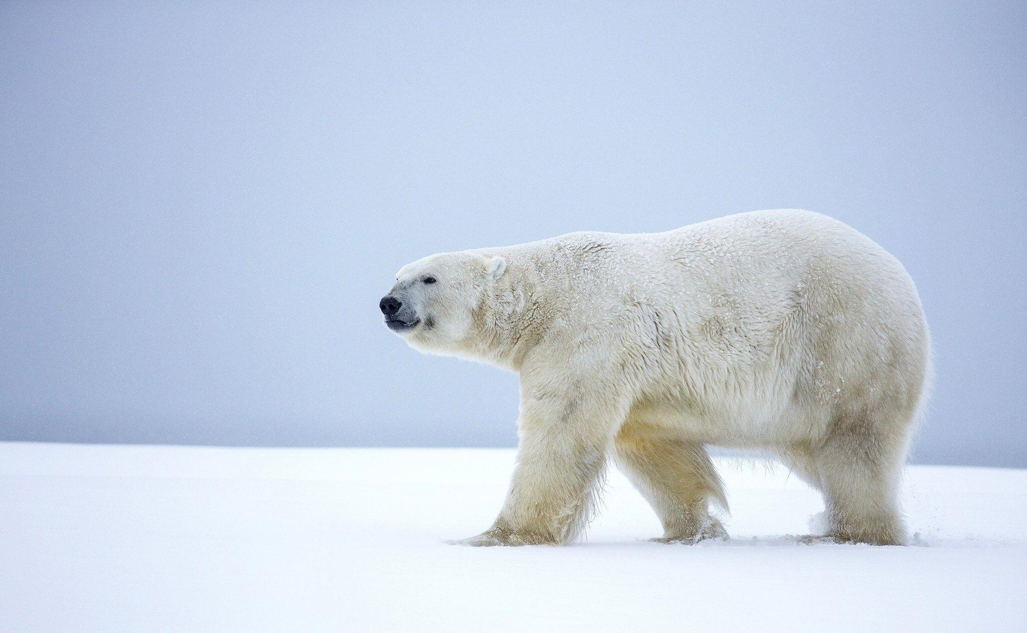 2048x1263 Polar Bear Animal Desktop HD Wallpaper 66738 2048x1263px