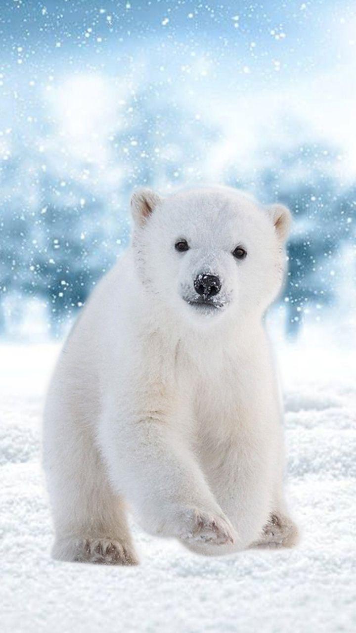 Cute Polar Bear Wallpapers - Top Free Cute Polar Bear Backgrounds