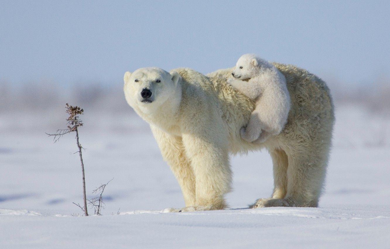 Polar Bears Wallpapers - Top Free Polar Bears Backgrounds - Wallpaperaccess