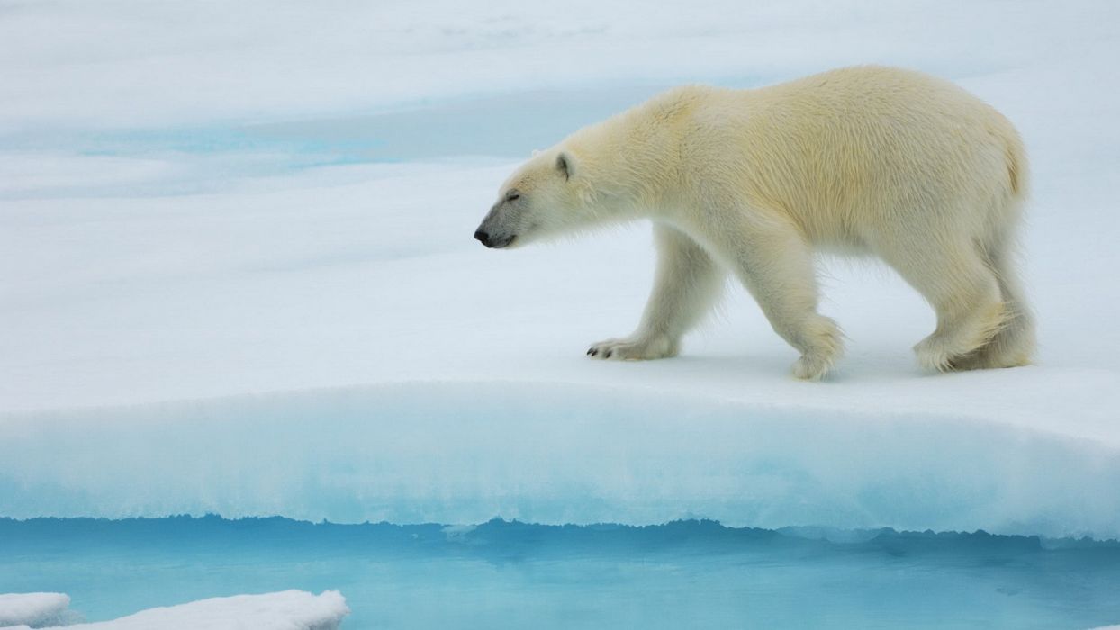 1244x700 Lonly polar bear wallpaperx1080