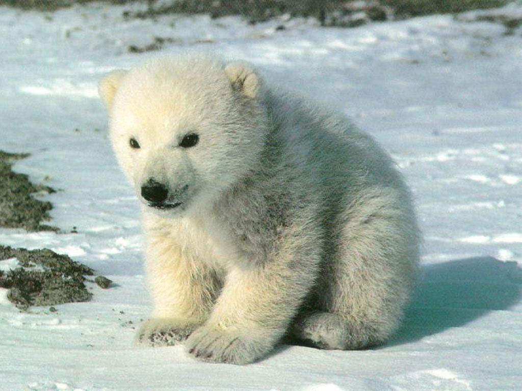 1024x768 Polar Bear Wallpaper Full HD #F8E2H8T