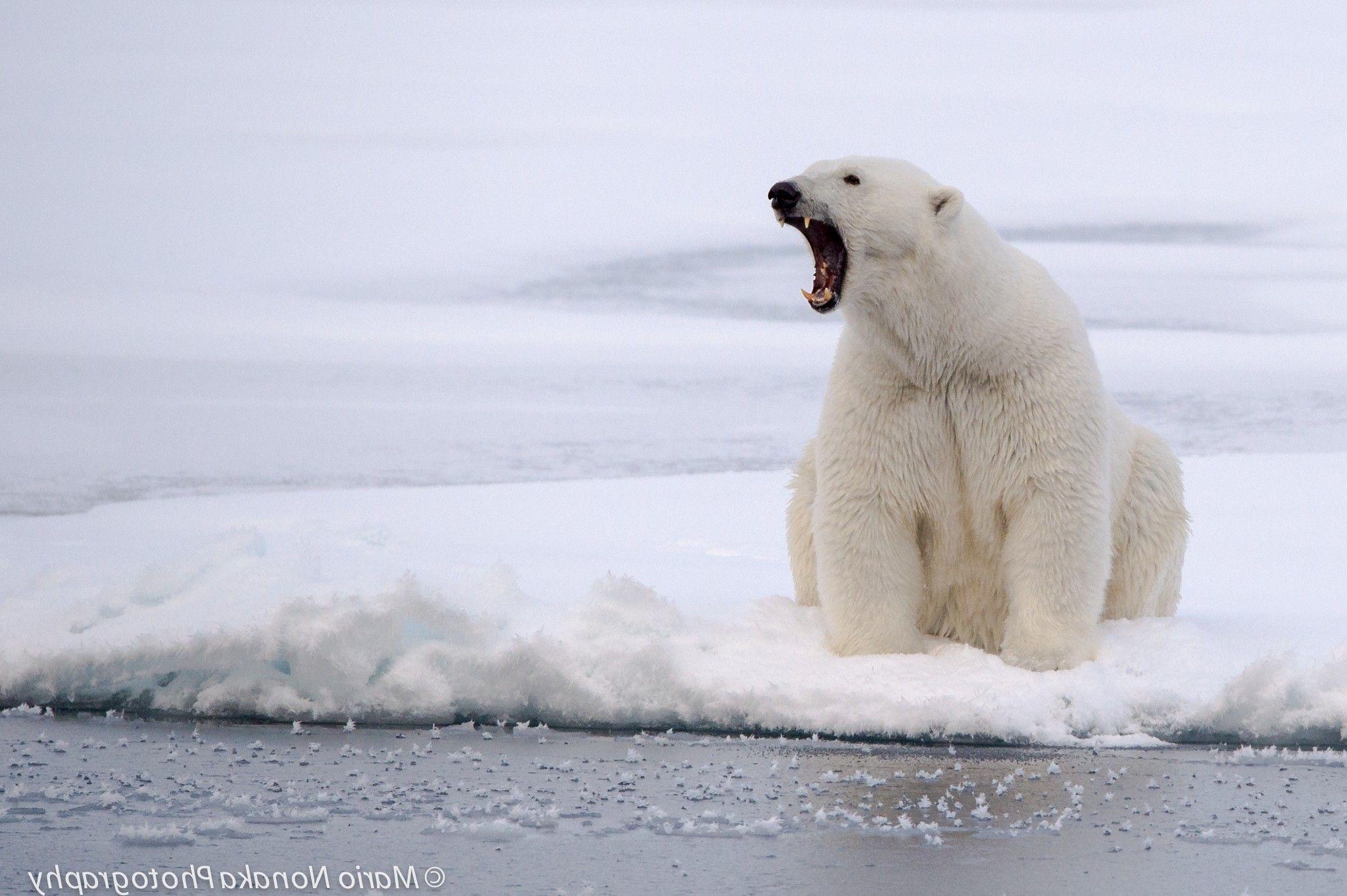 2048x1363 photography animals polar bears wallpaper