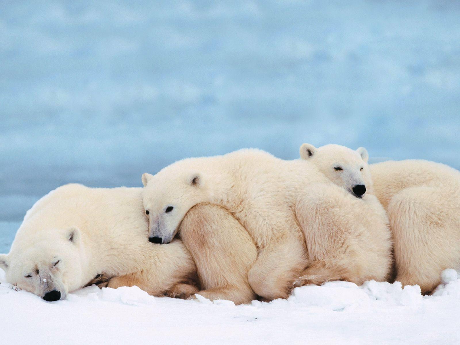 1600x1200 Cute Polar Bears Wallpaper