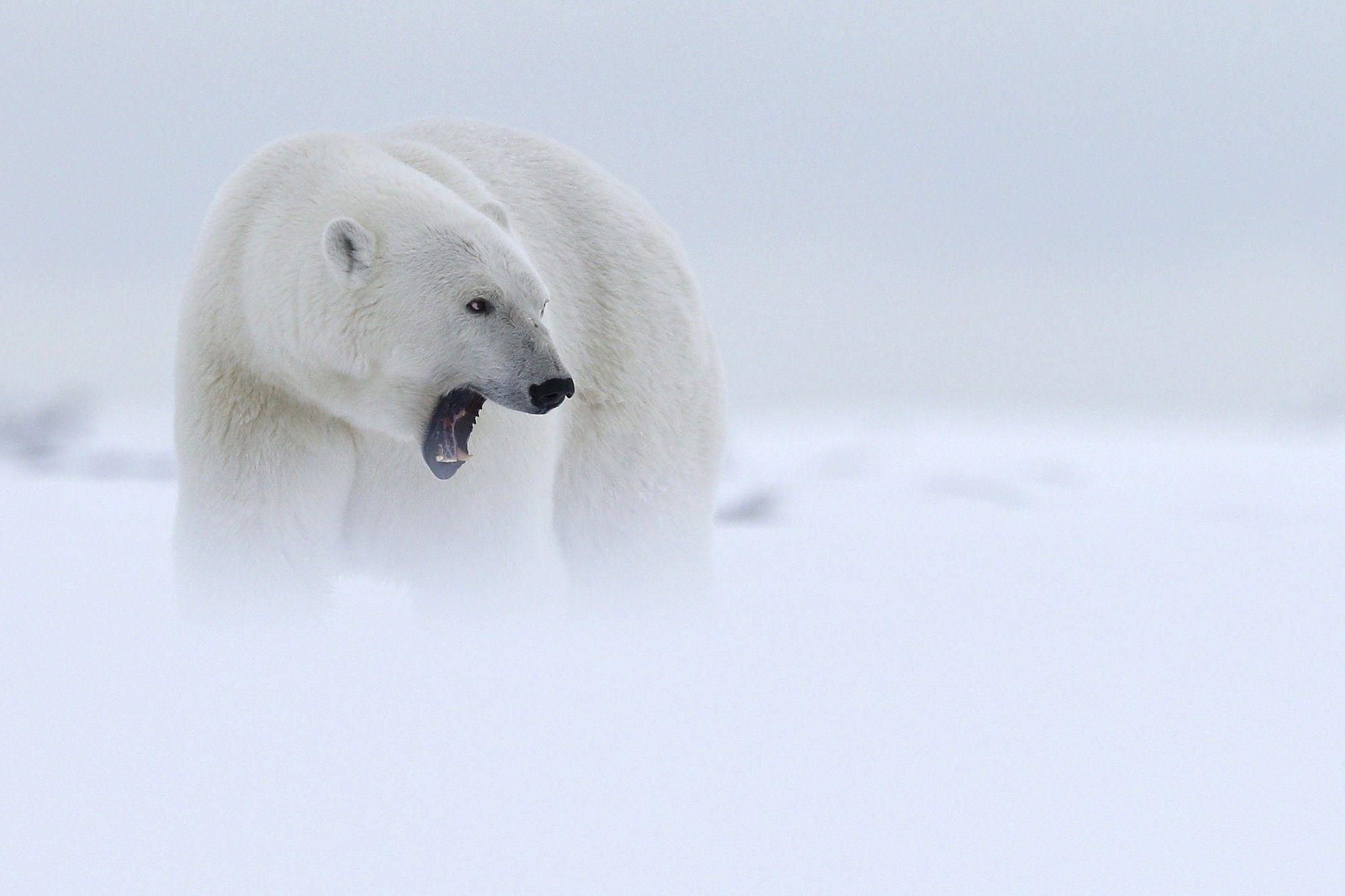 2048x1365 animals mist polar bears wallpaper and background
