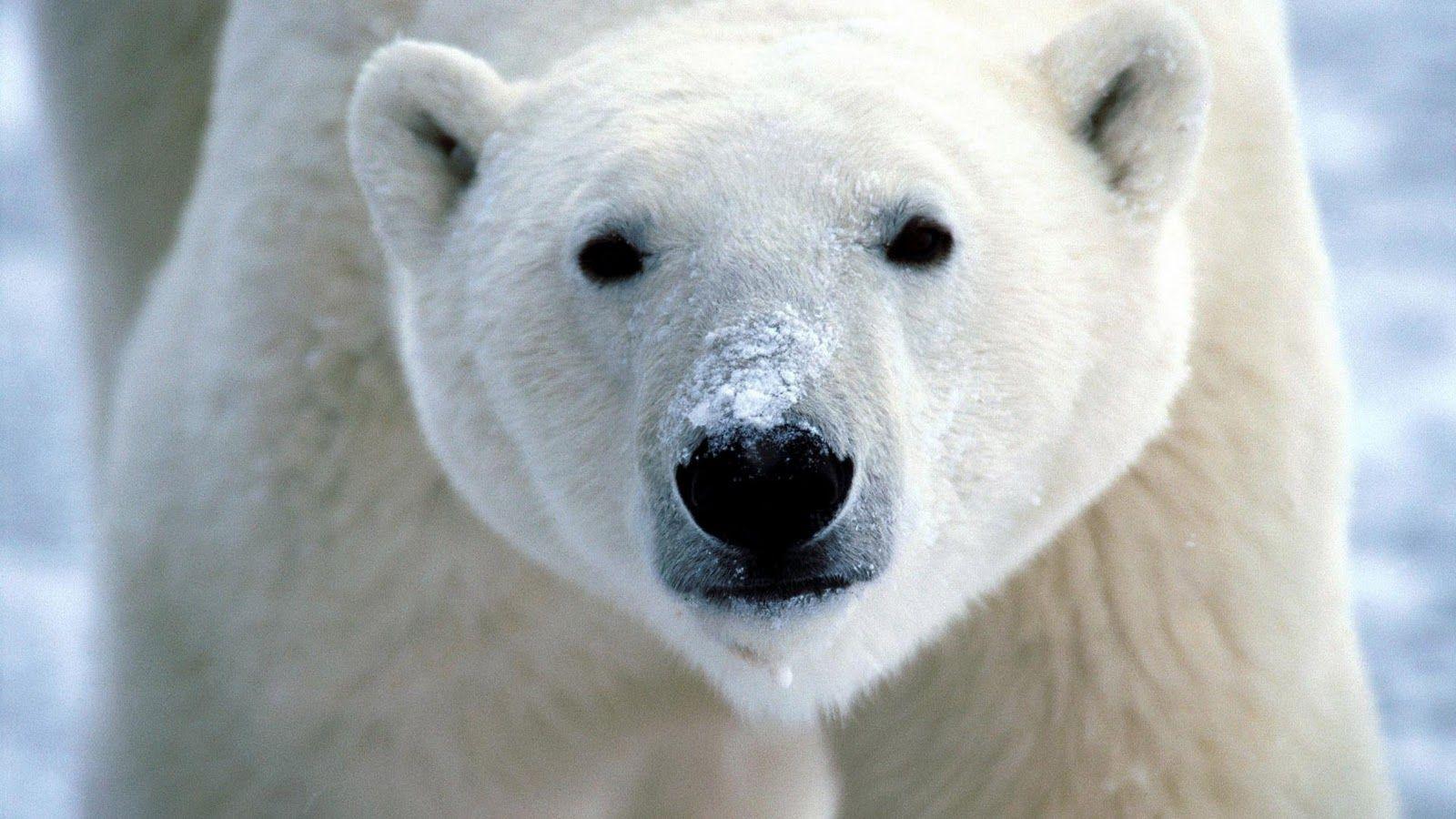1600x900 Polar Bear Wallpaper HD
