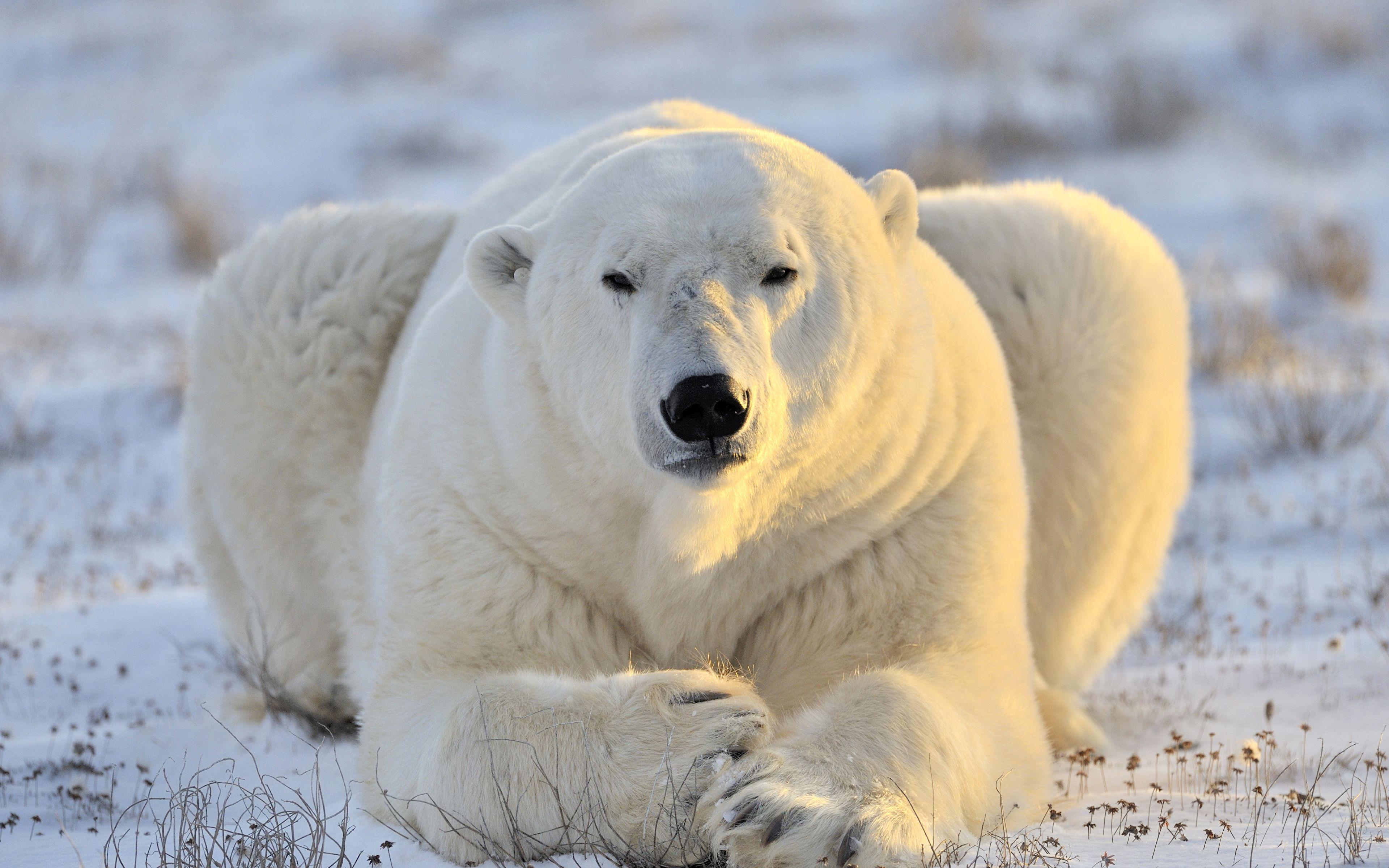 3840x2400 Desktop Wallpaper Polar bears bear Animals 3840x2400