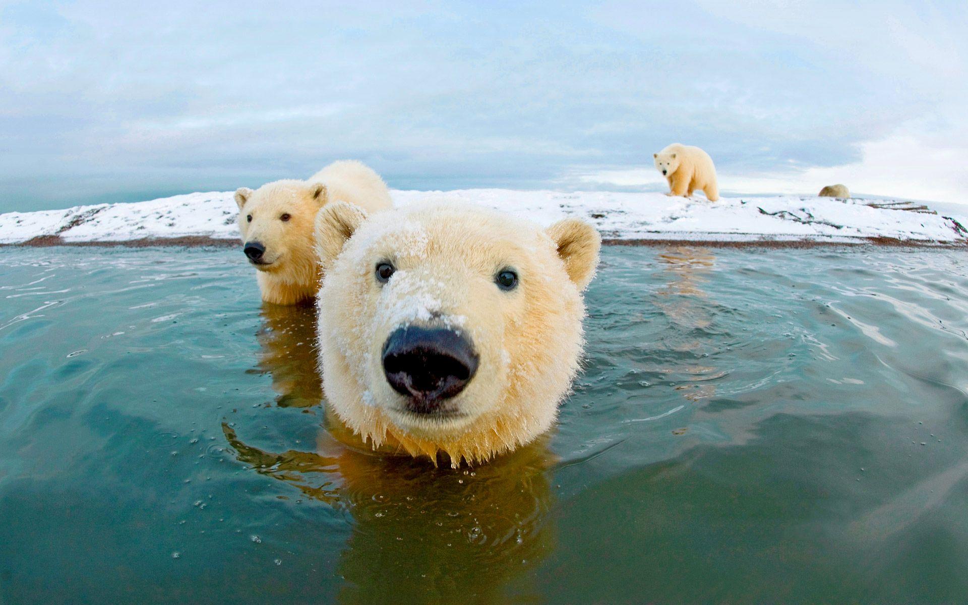 1920x1200 Free Polar Bear Wallpaper W63G7B