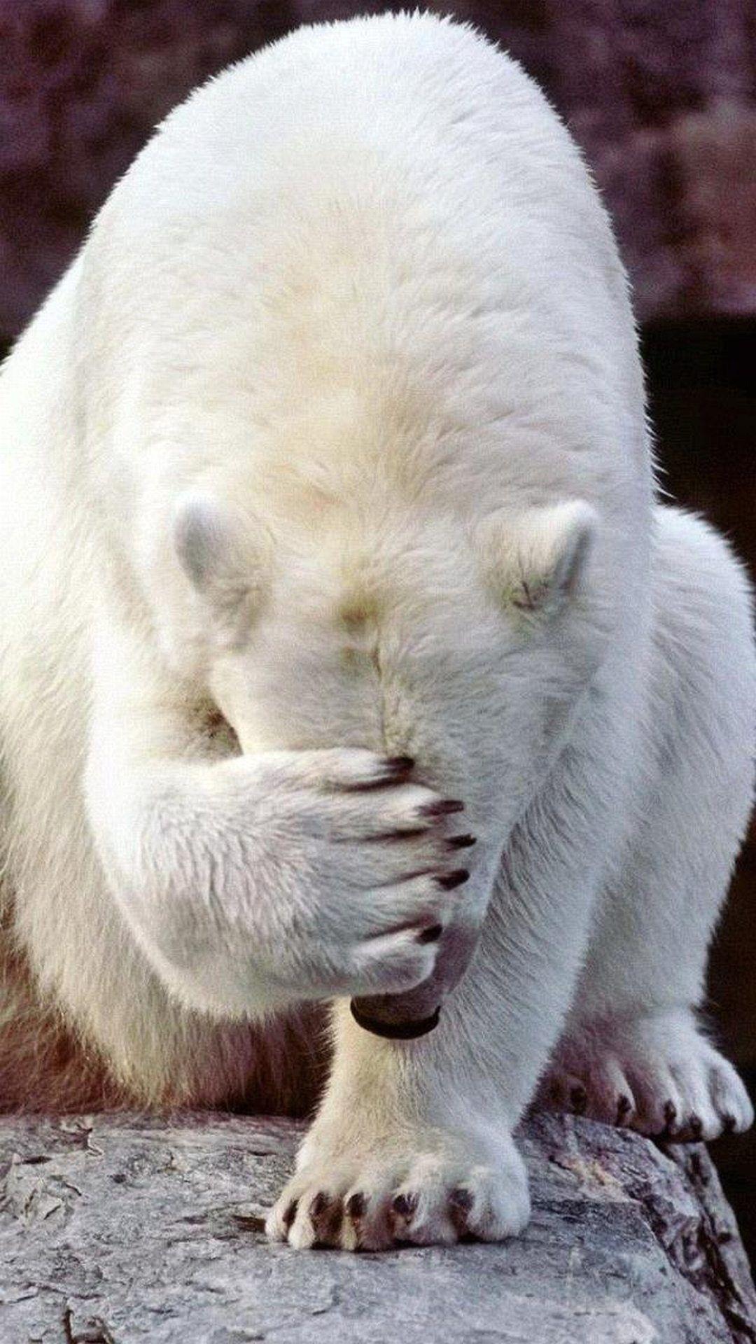 1080x1920 Polar Bear Wallpaper HD Group , Download for free