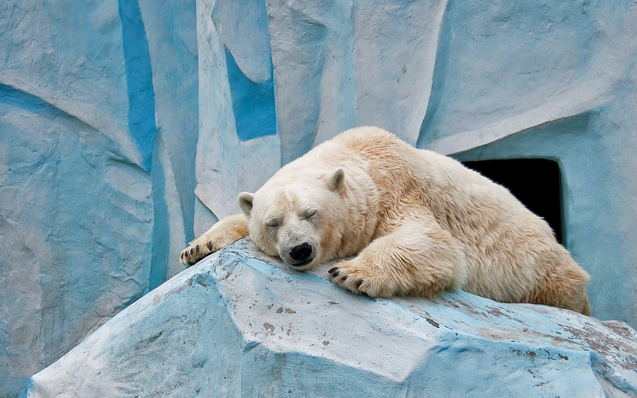 2560x1600 animals, Nature, Polar Bears Wallpaper HD / Desktop