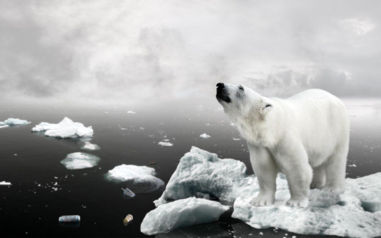 1280x800 Polar Bear Wallpaper