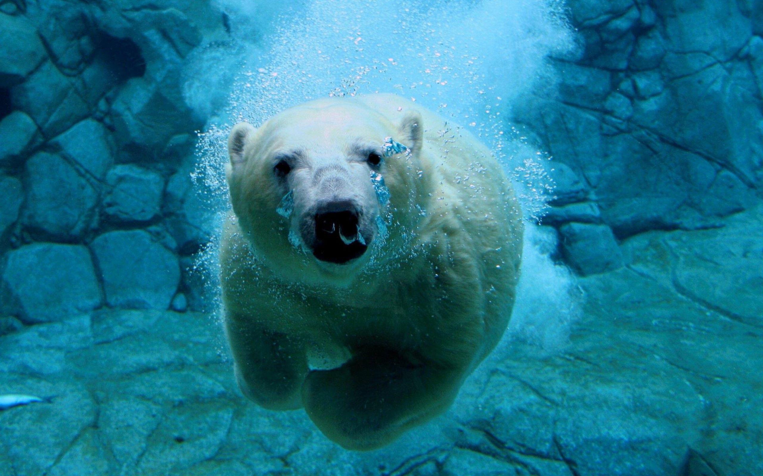 2560x1600 Amazing Background Wallpaper. Polar Bear 4K Ultra HD