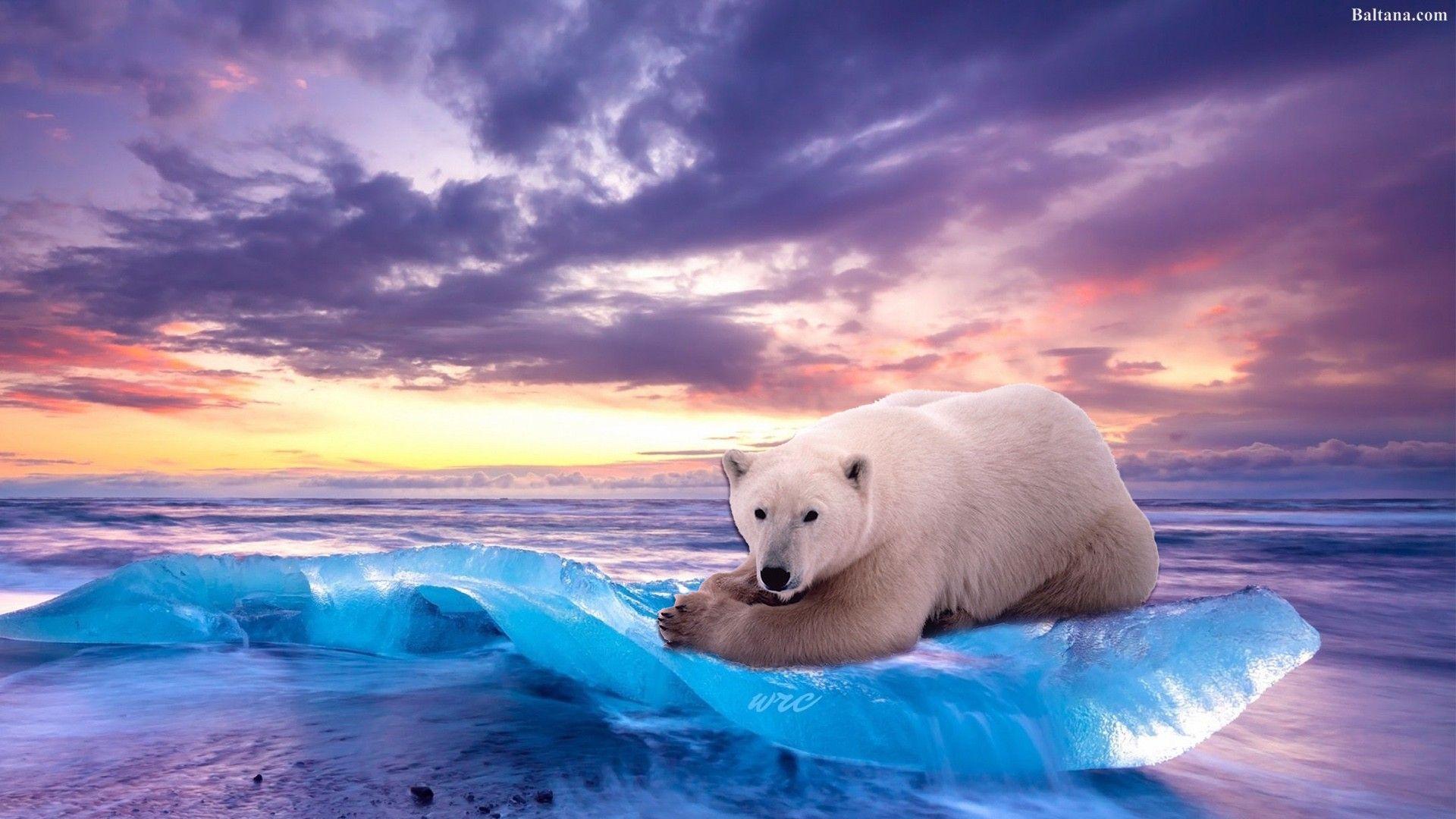 1920x1080 Ice Bear Wallpaper