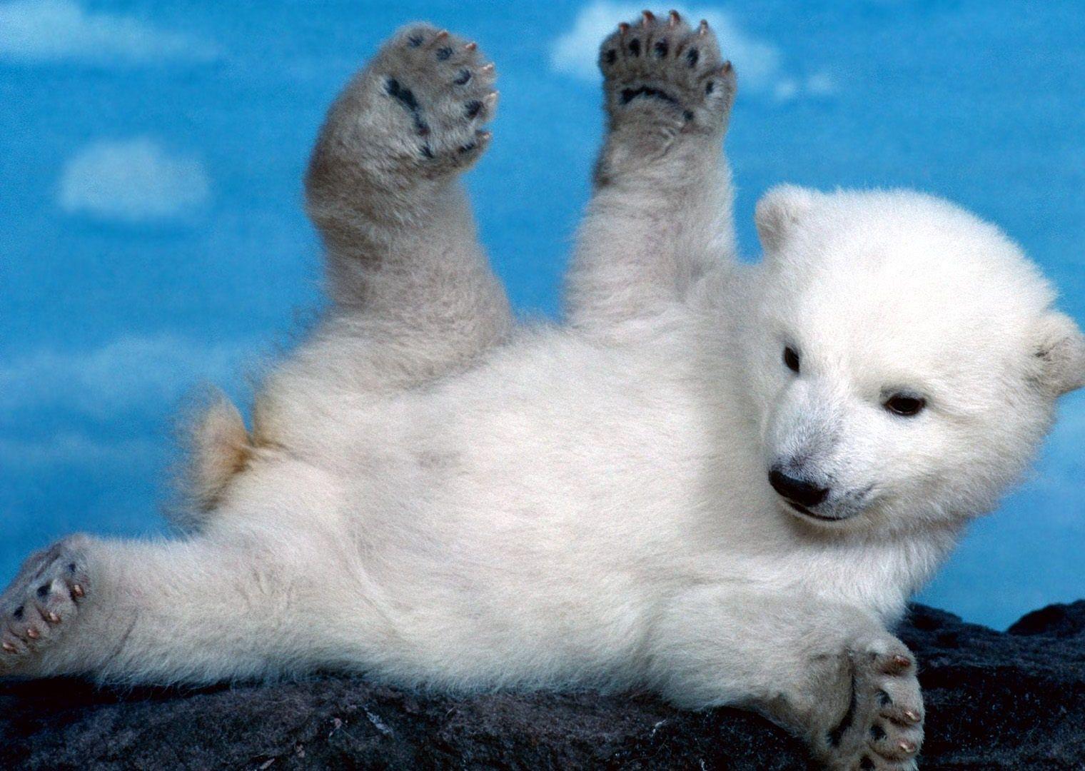 1520x1080 Gallery of Polar Bear Wallpaper Picture on Animal Picture