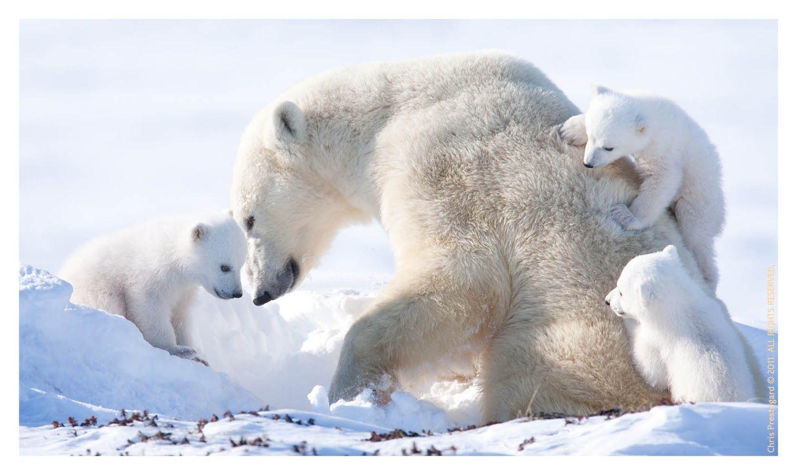 1600x955 Polar Bear Wallpaper