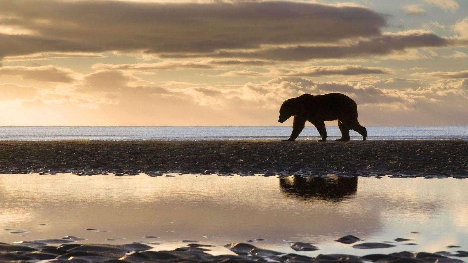 1600x900 Polar bear walking over ice wallpaper. HD Animals Wallpaper
